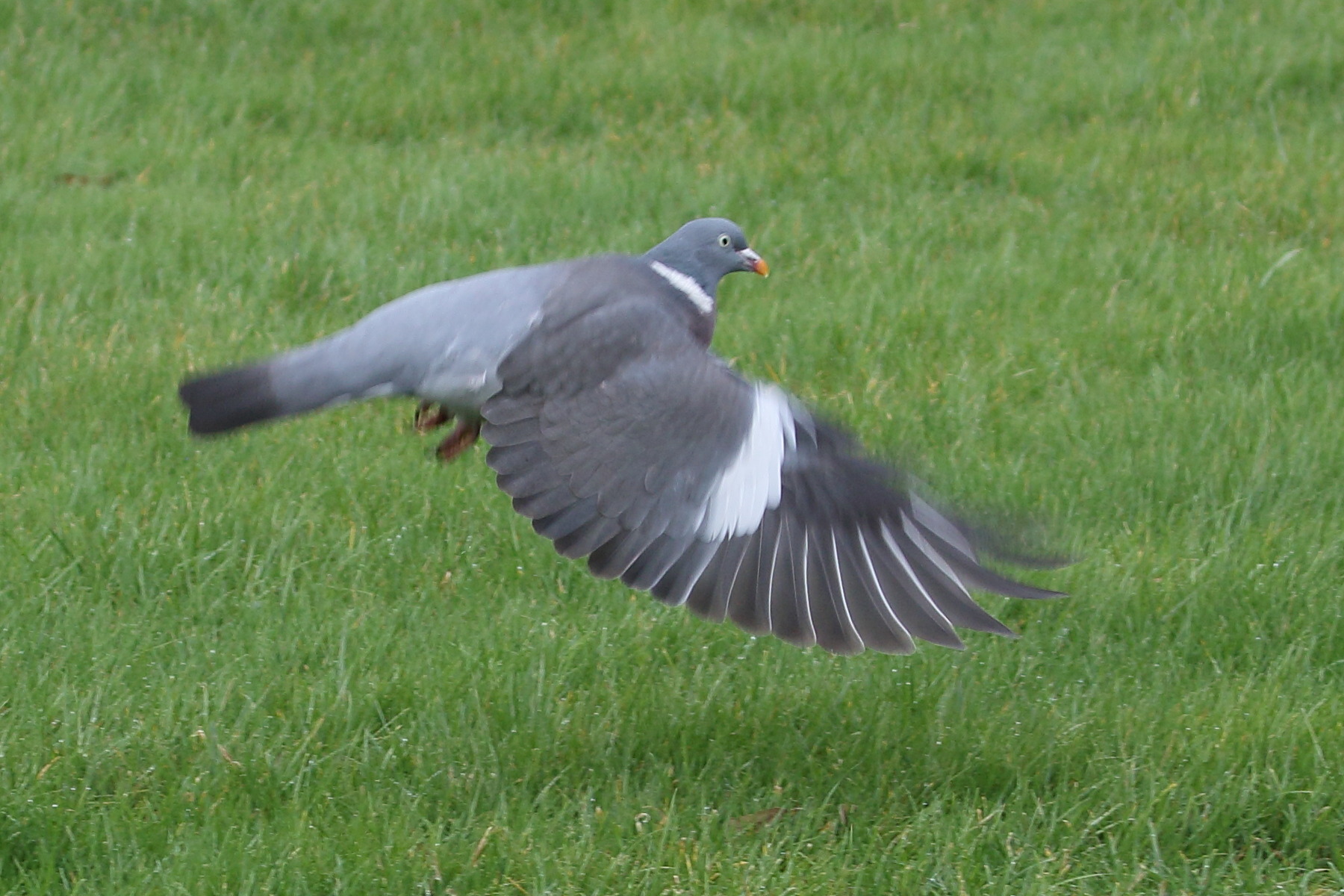 pigeon_ramier_-_columba_palumbus4bd