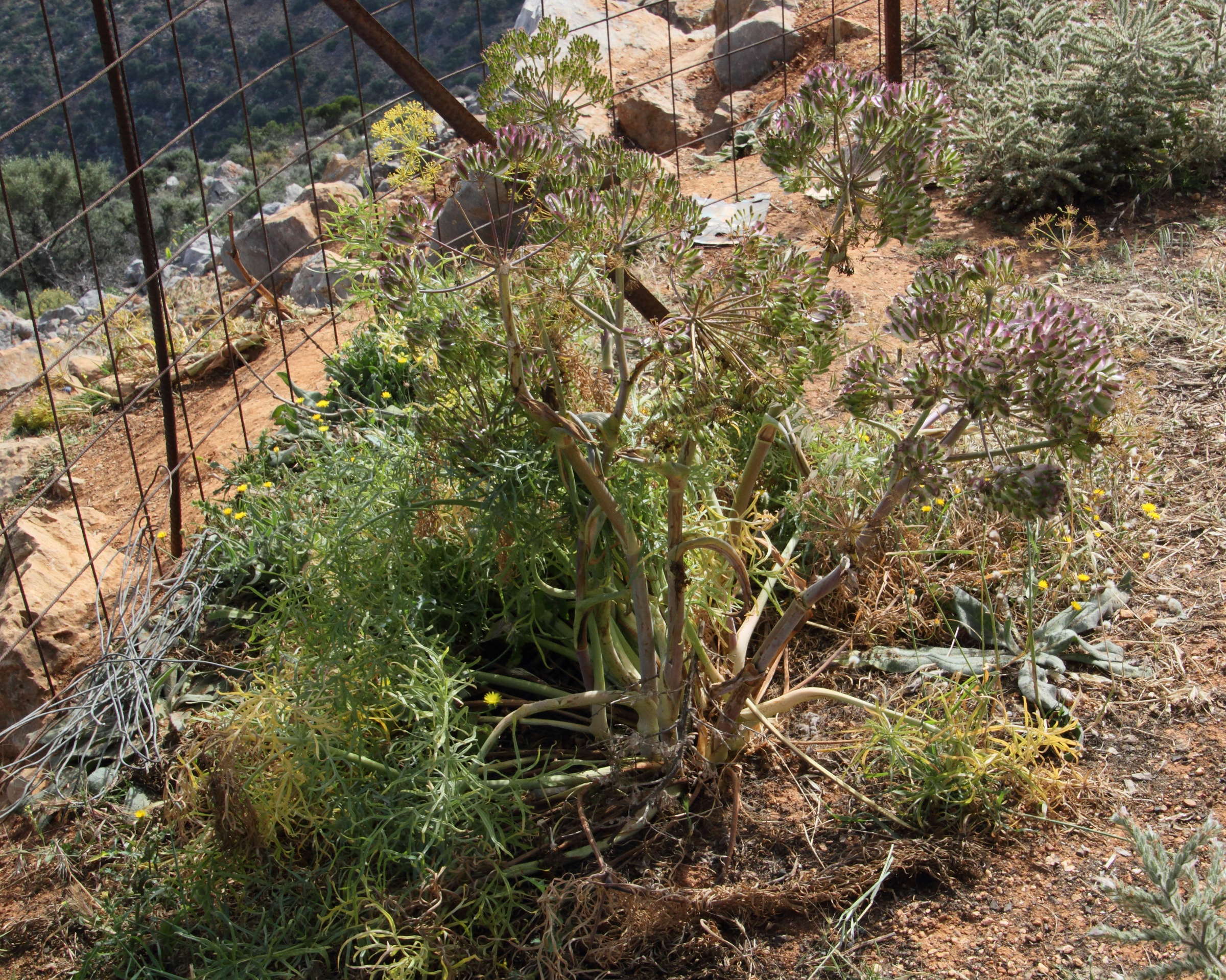 thapsia_garganica1md