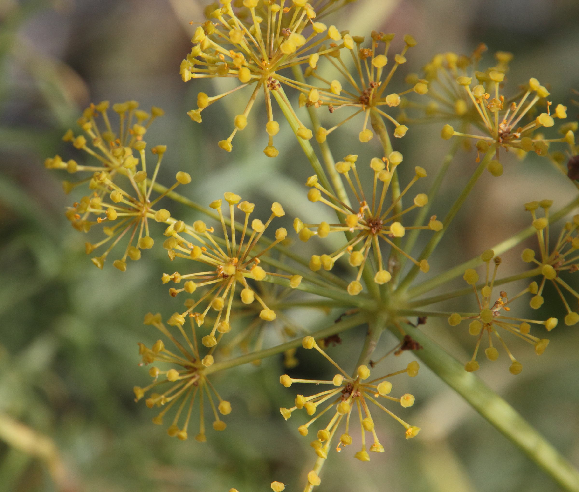 thapsia_garganica2md