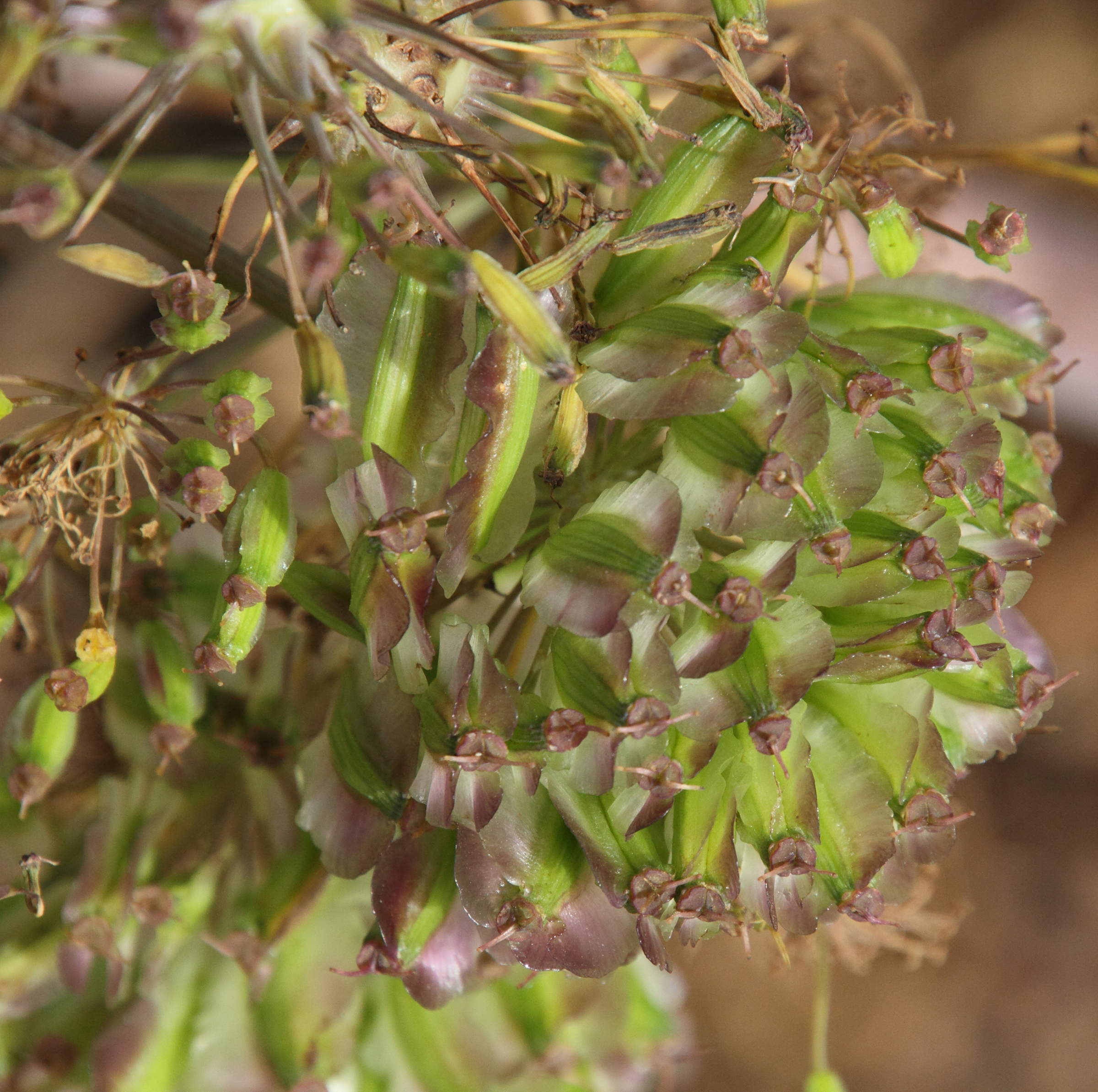 thapsia_garganica3md