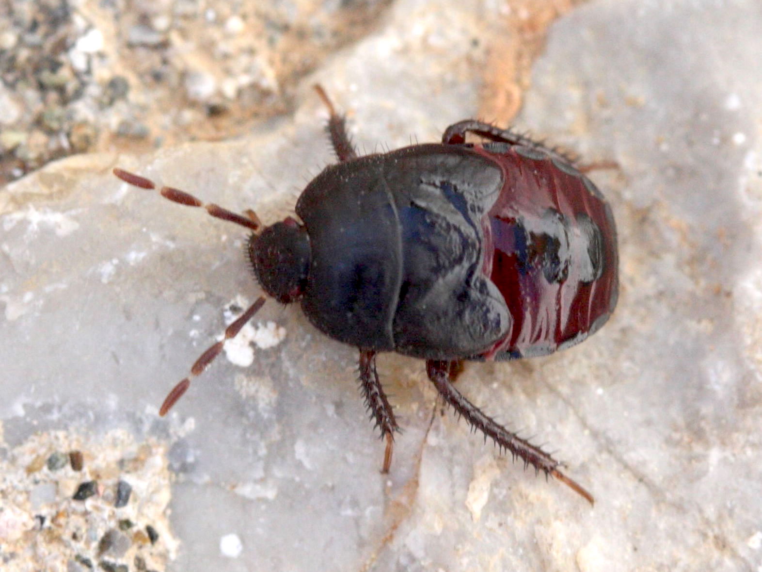 cydnus_aterrimus_juv1md