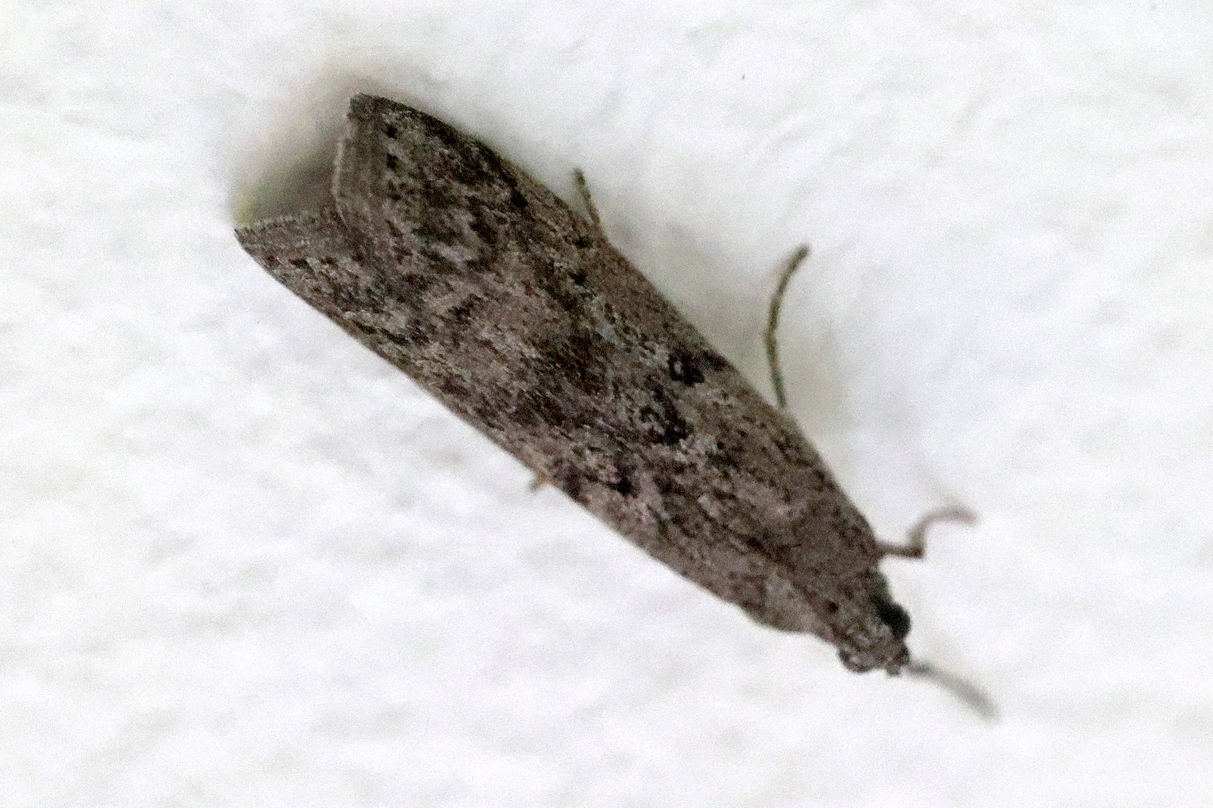 Afficher le média ephestia_kuehniella2MD ephestia_kuehniella2MD