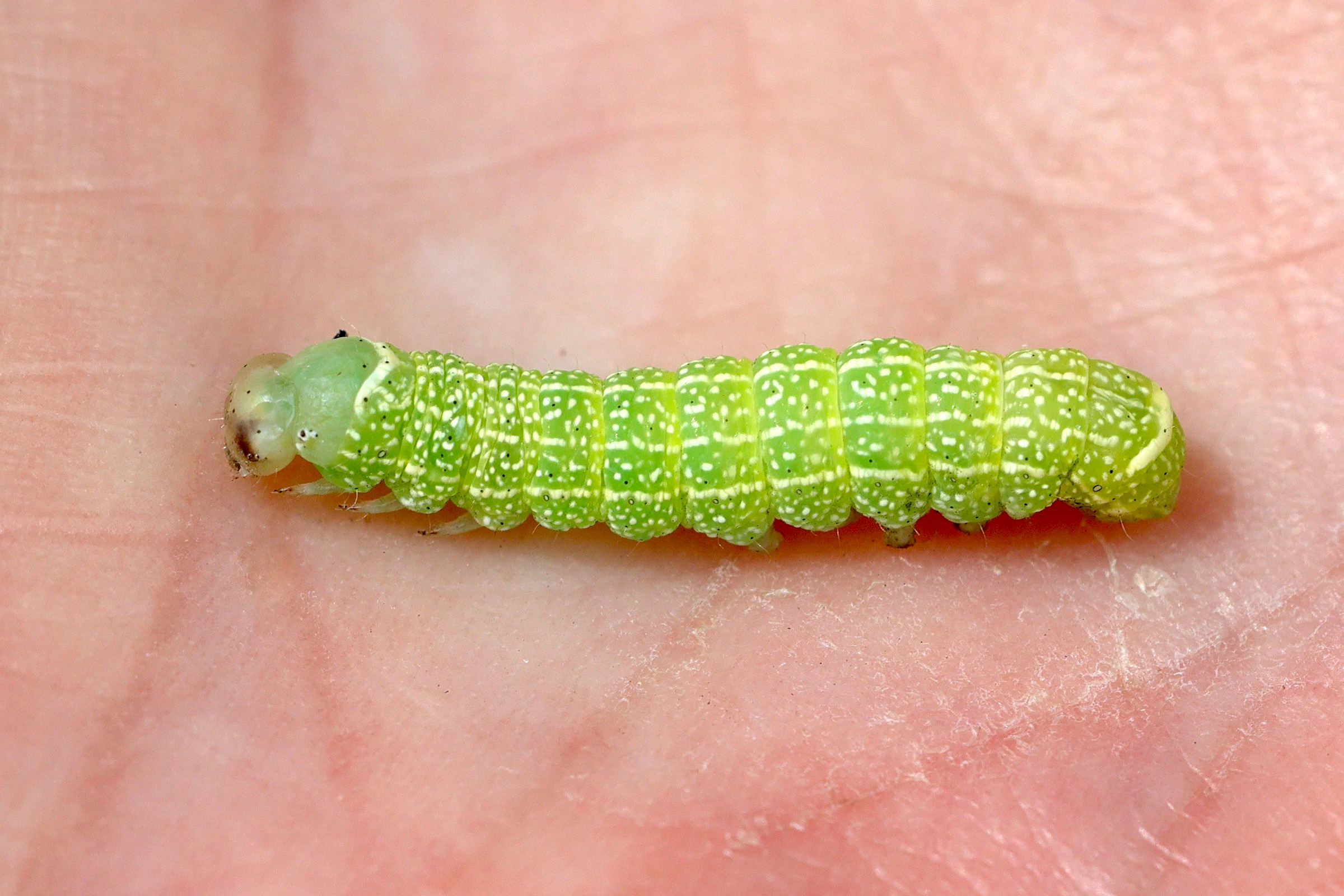 orthosia_cerasi_ch1md