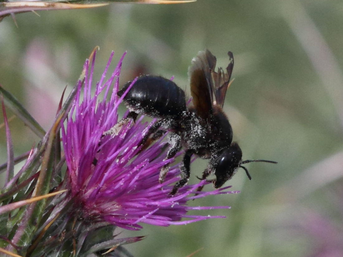 xylocopa_iris1bd