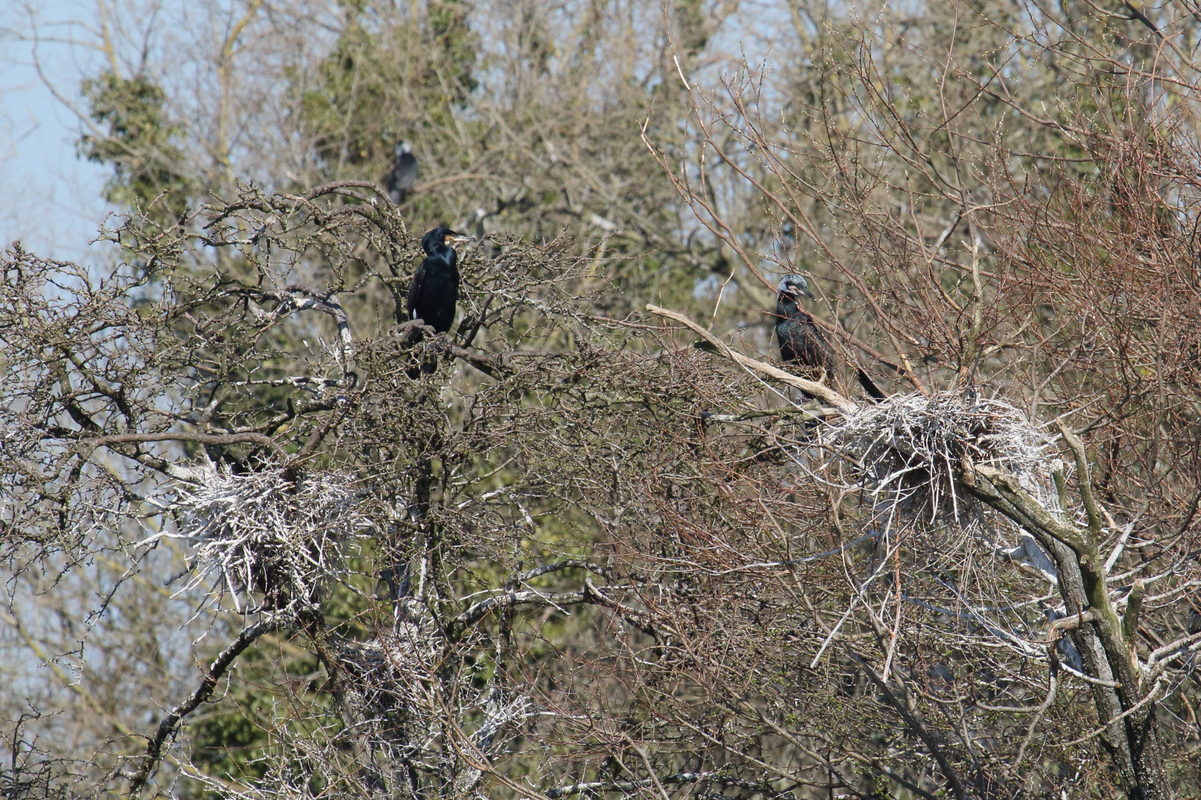 grand_cormoran_-_phalacrocorax_carbo16md