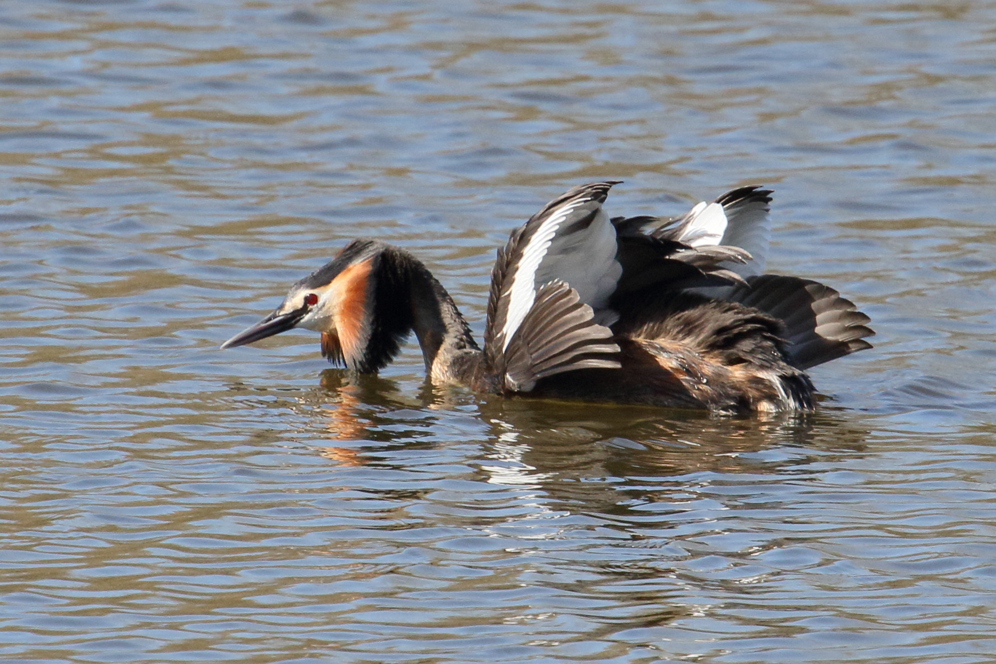 grebe_huppe_-_podiceps_cristatus17md