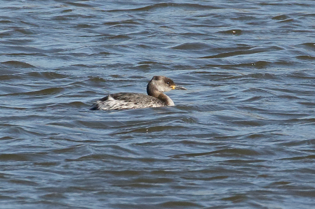 grebe_jougris_-_podiceps_grisegena1bd