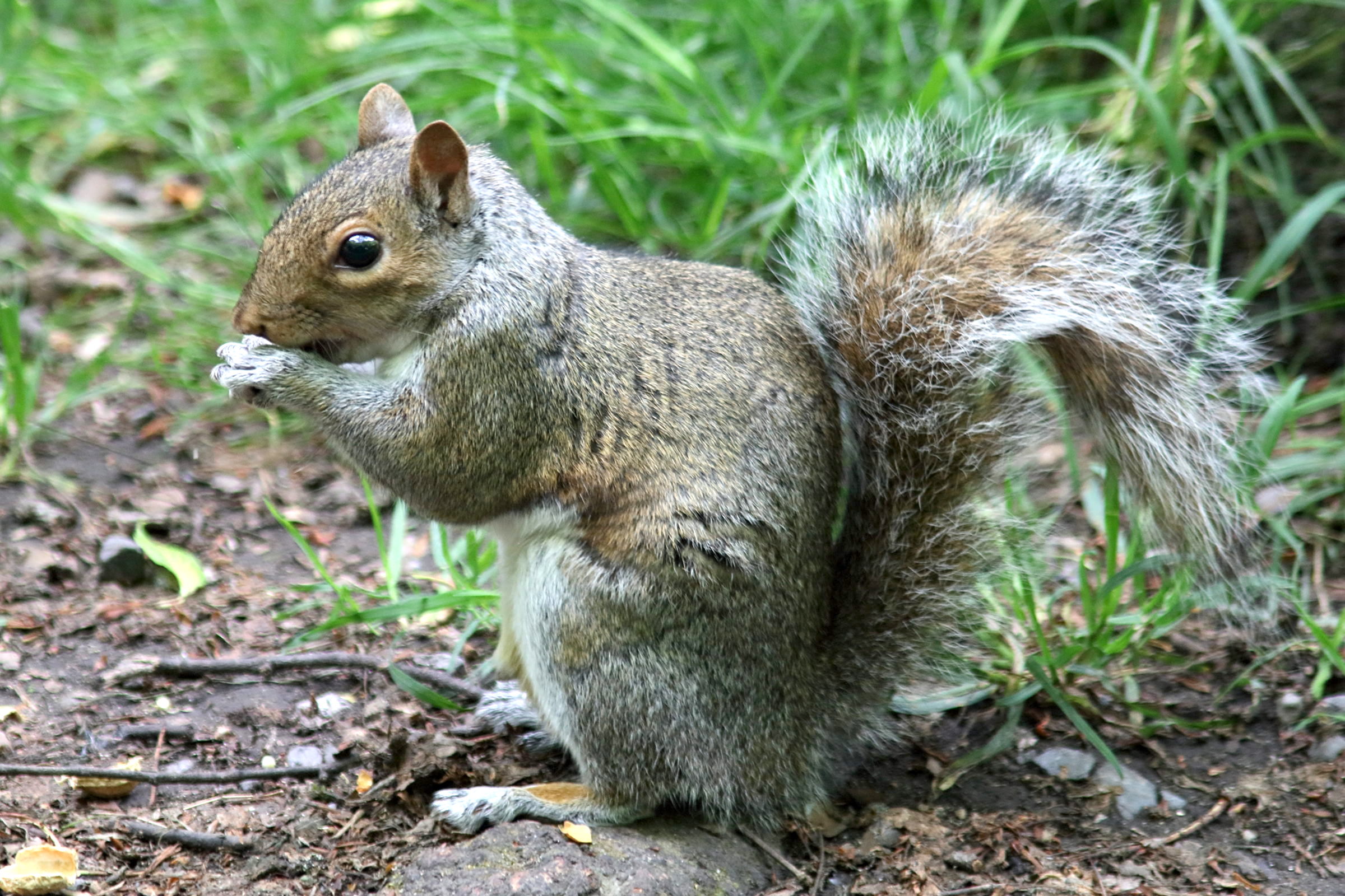 sciurus_carolinensis1cd