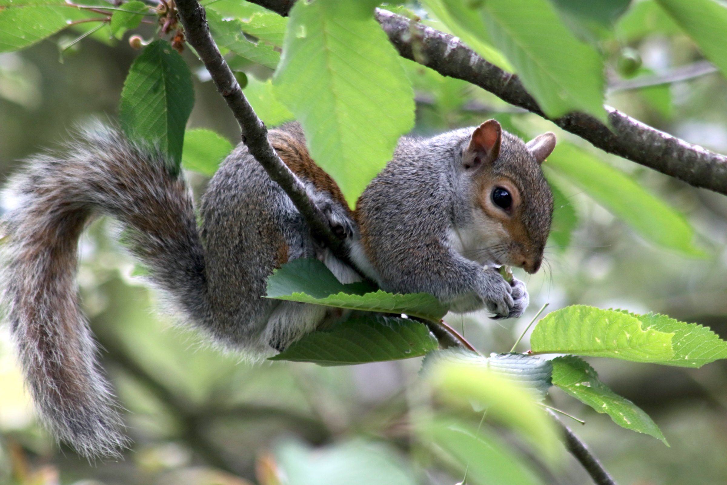 sciurus_carolinensis2cd