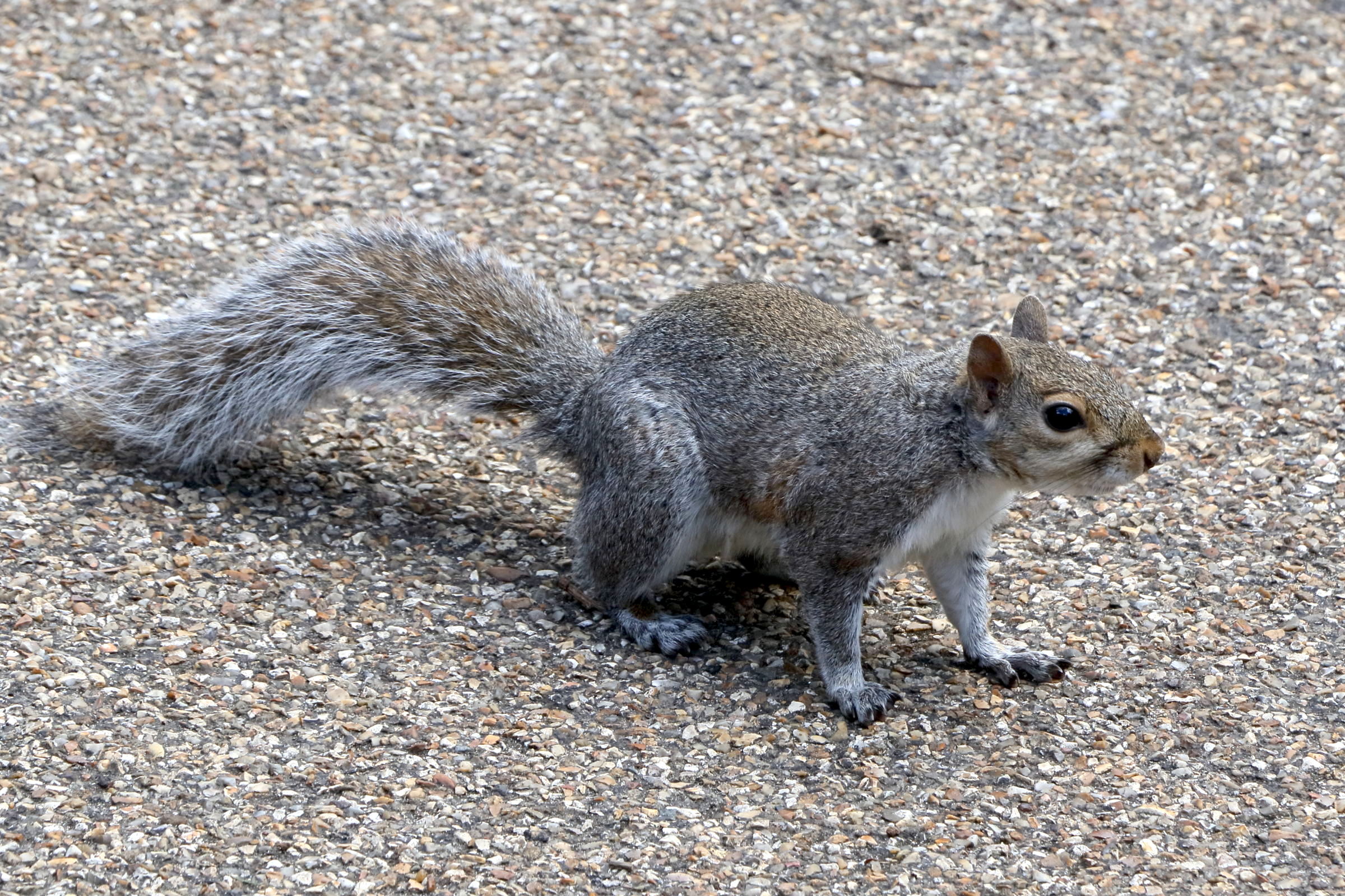 sciurus_carolinensis3cd