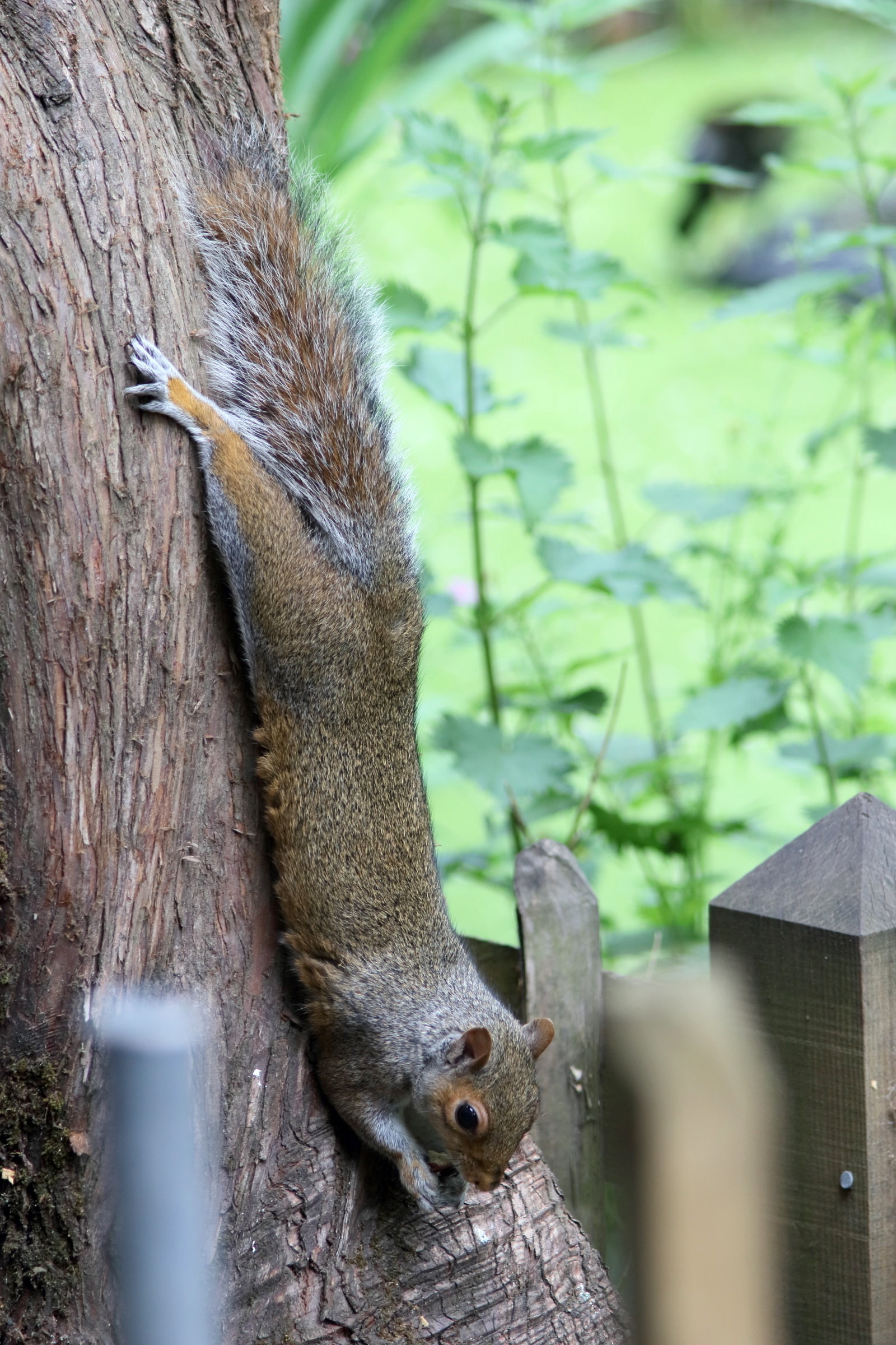 sciurus_carolinensis4cd