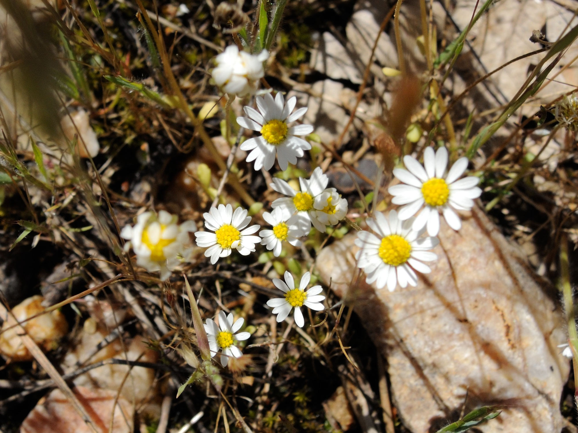 Afficher le média bellis_annua1md bellis_annua1md