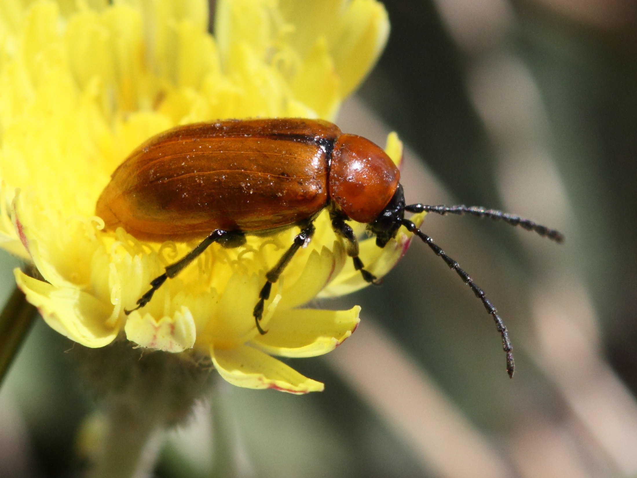 exosoma_lusitanicum5bd