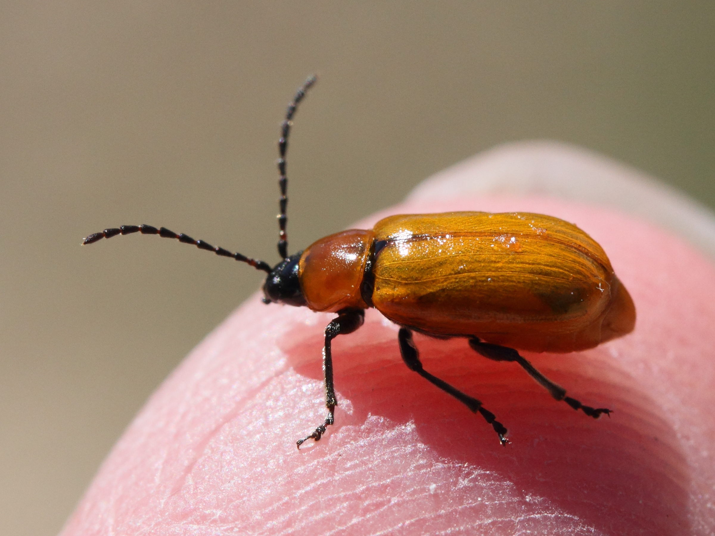 exosoma_lusitanicum6md