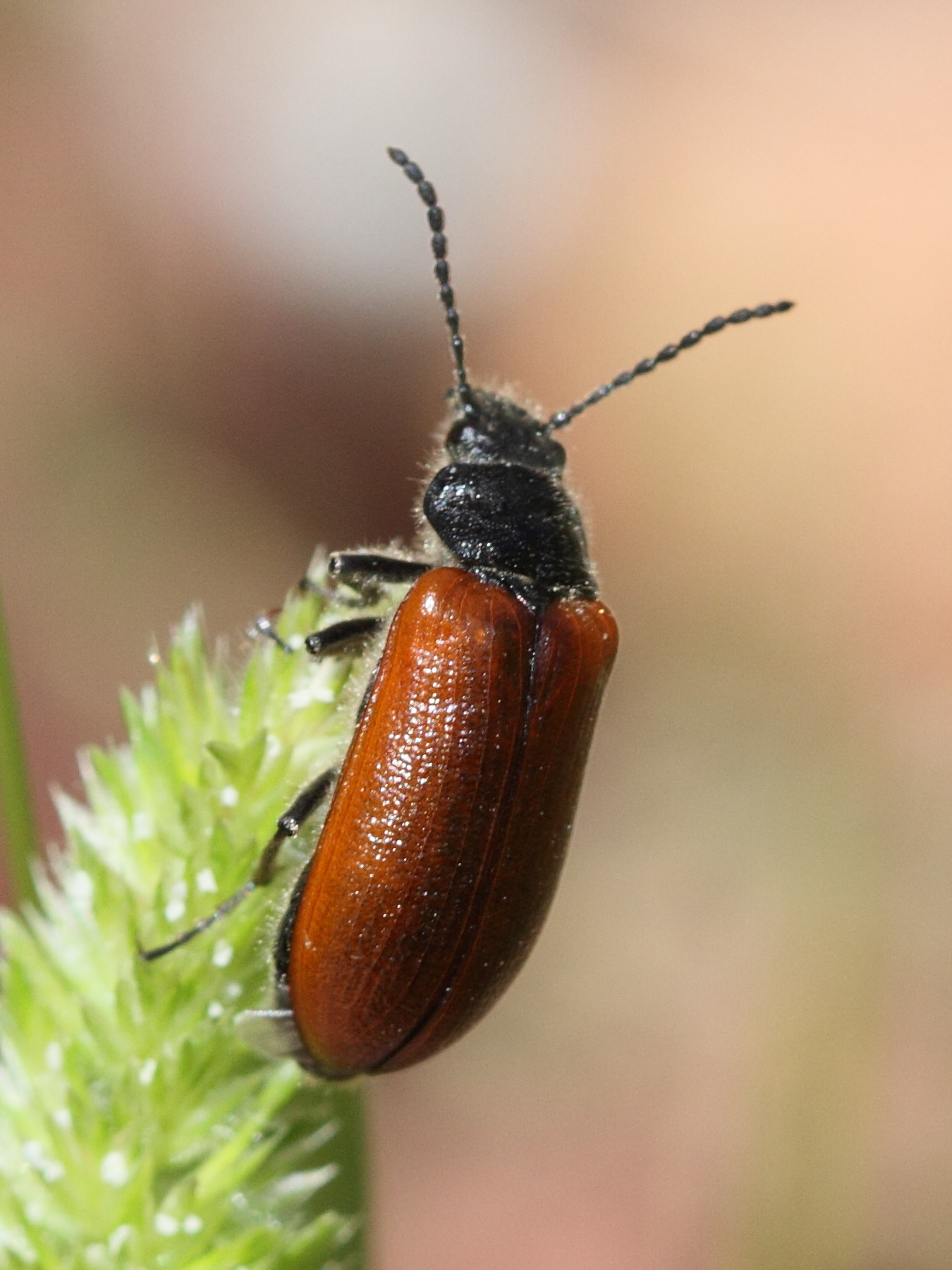 omophlus_lepturoides1bd