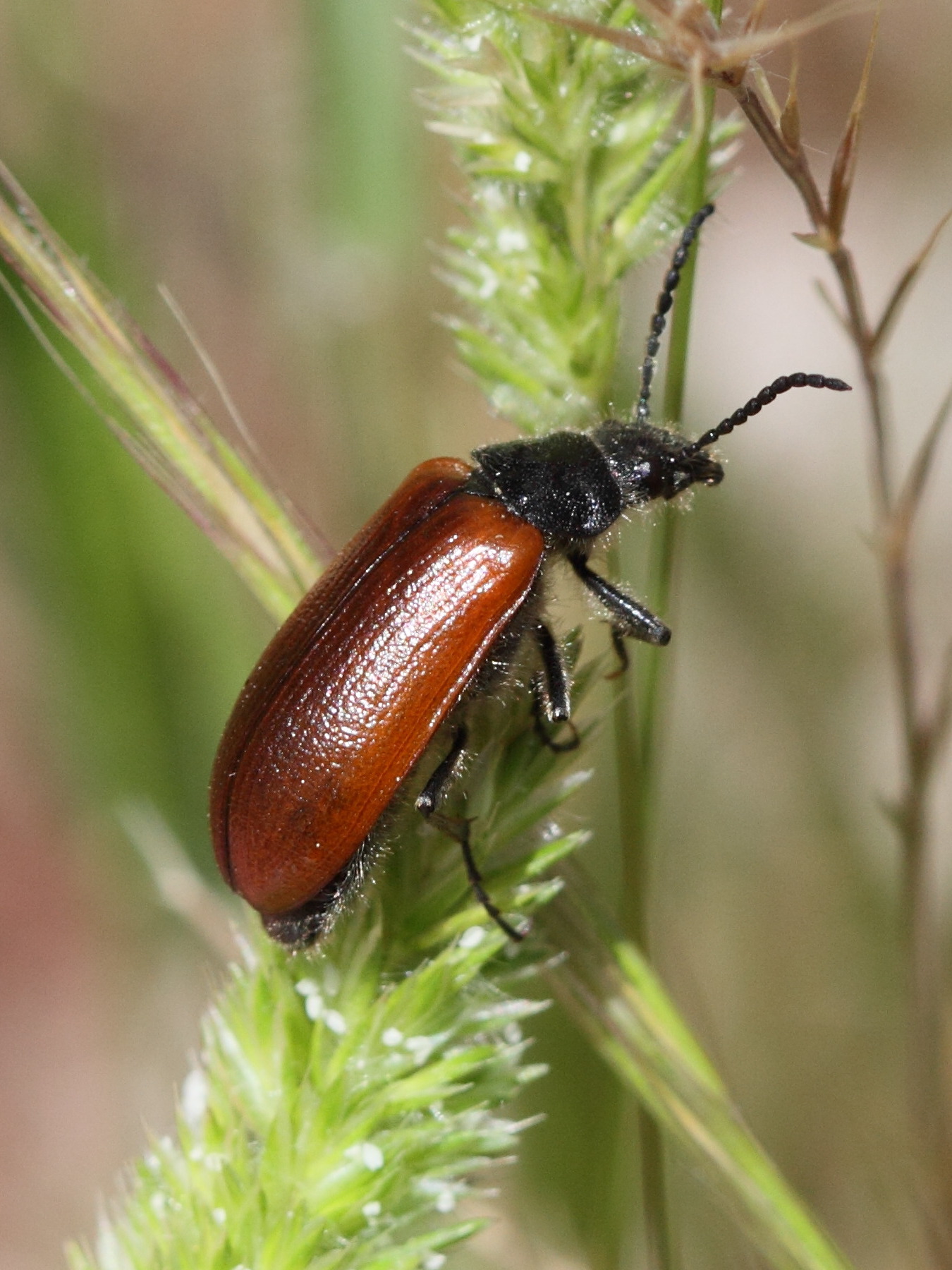 omophlus_lepturoides2bd