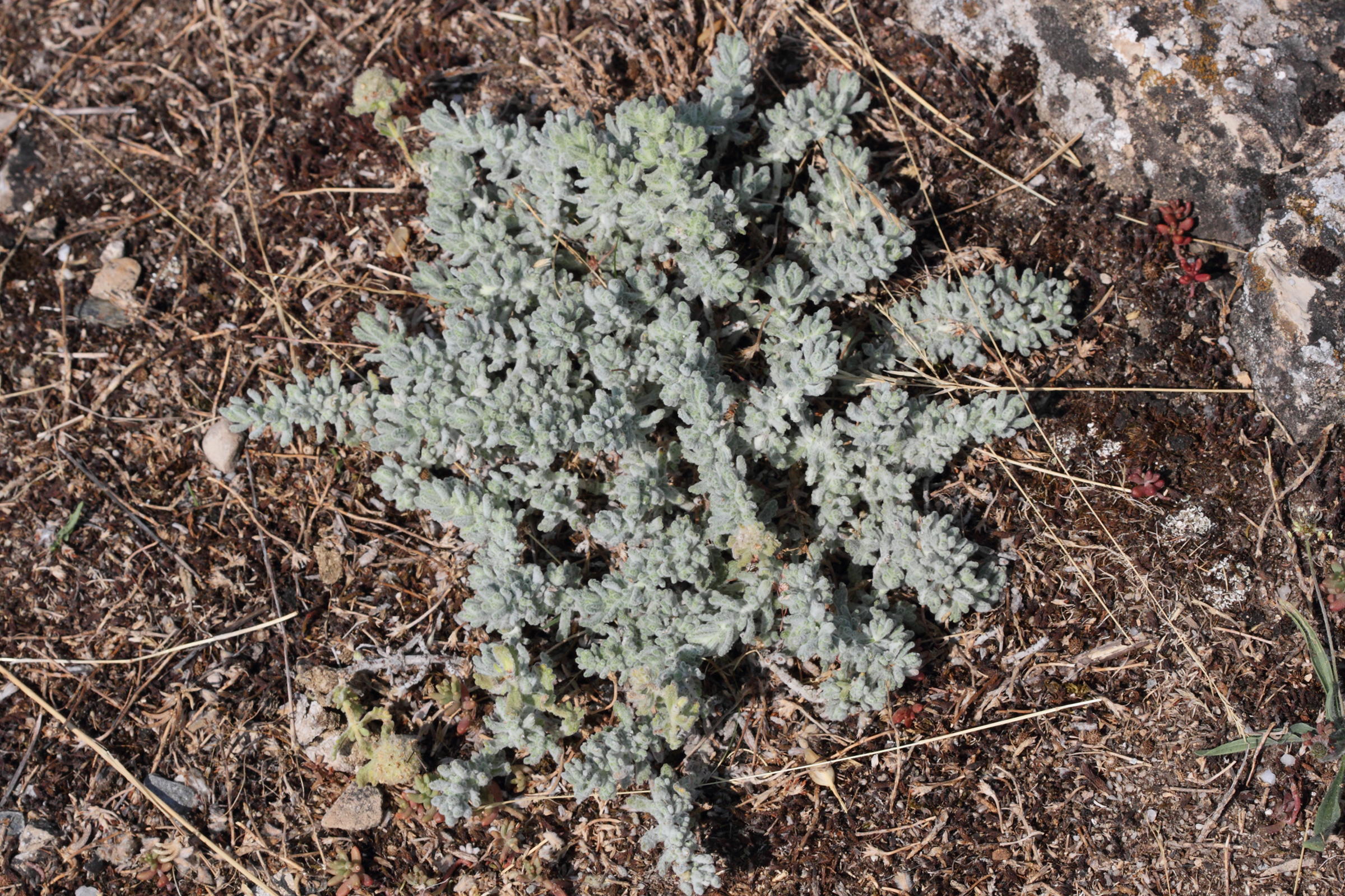 Afficher le média teucrium_rouyanum1md teucrium_rouyanum1md