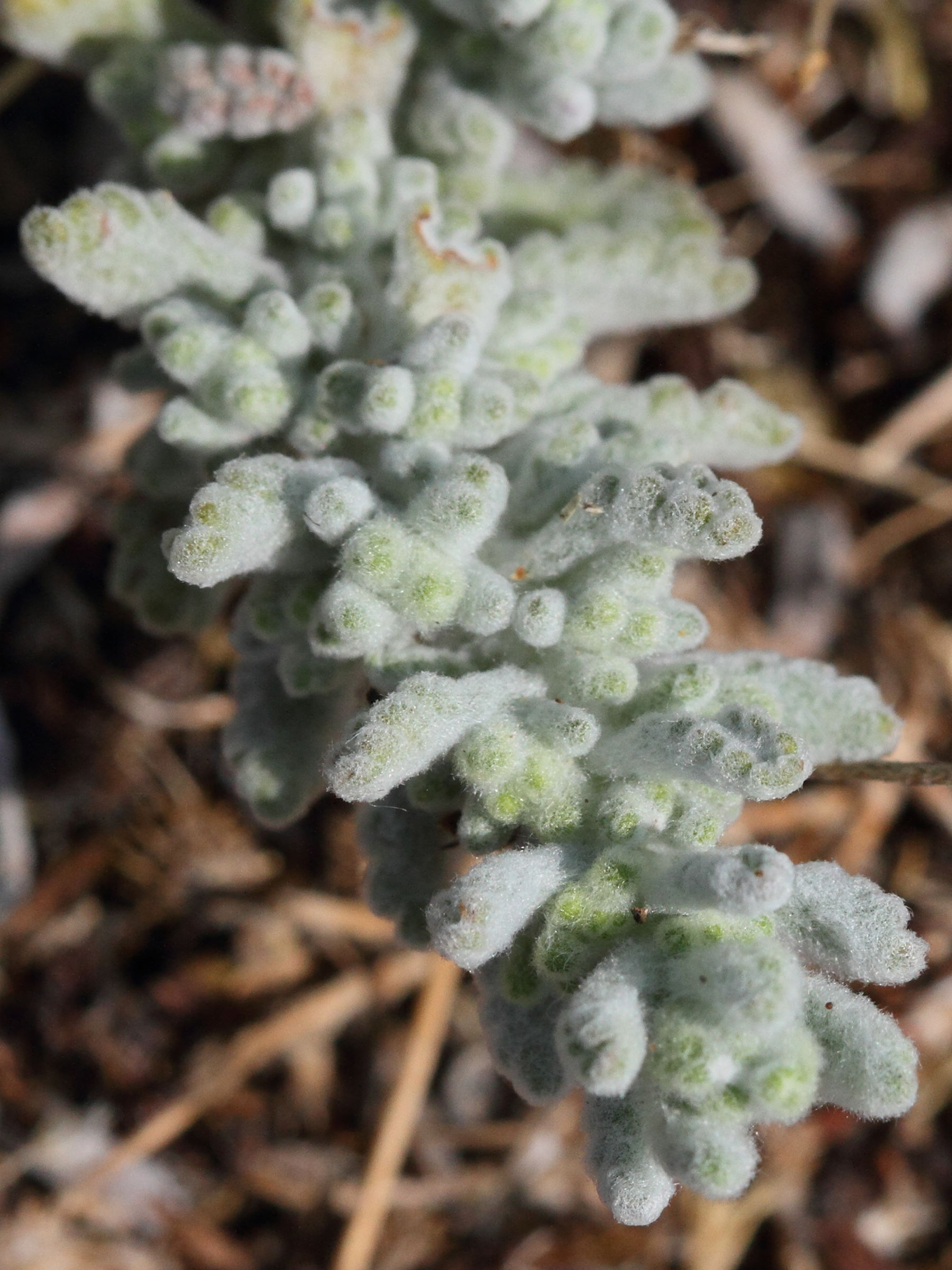 Afficher le média teucrium_rouyanum2md teucrium_rouyanum2md
