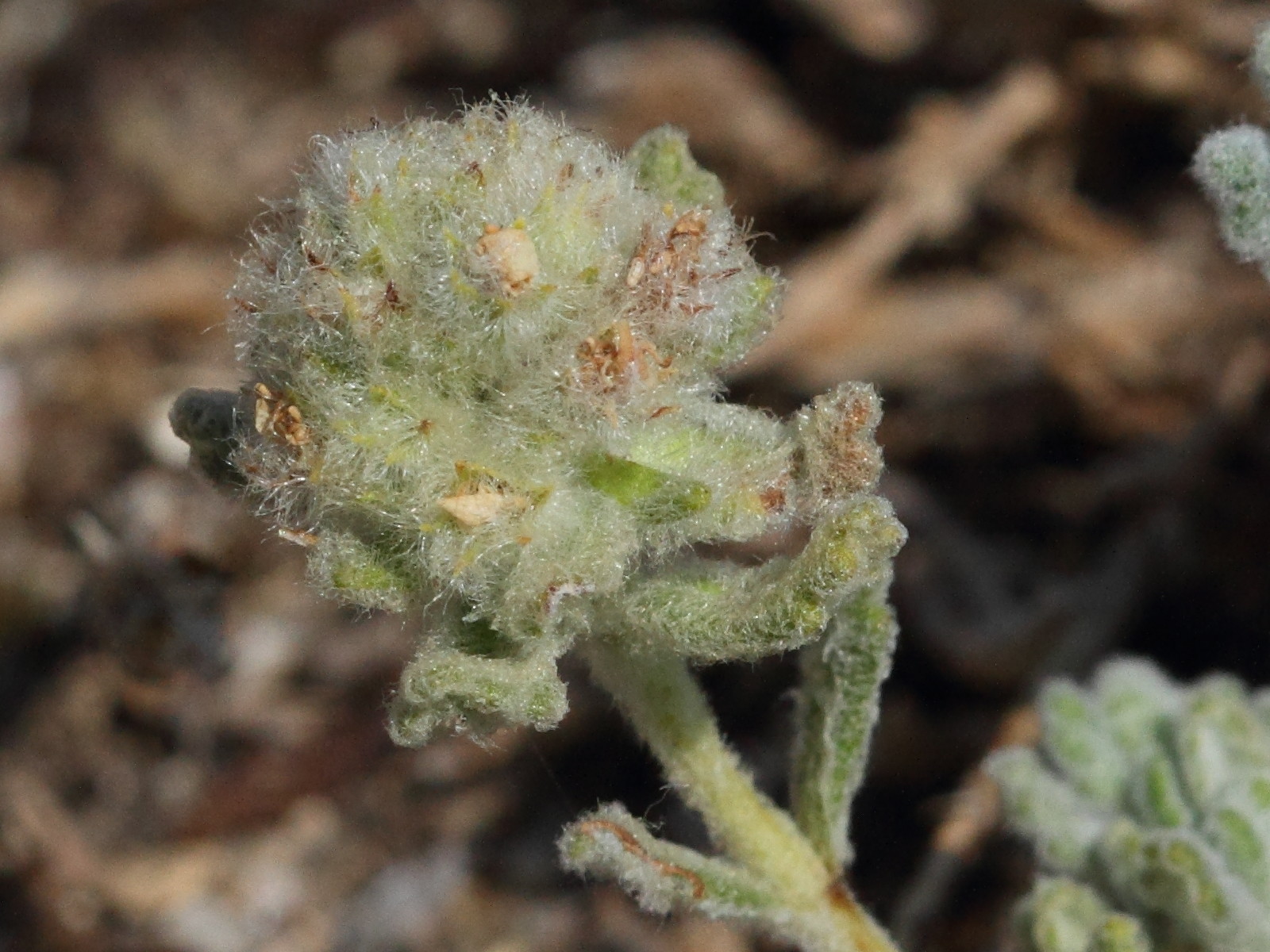 Afficher le média teucrium_rouyanum3md teucrium_rouyanum3md