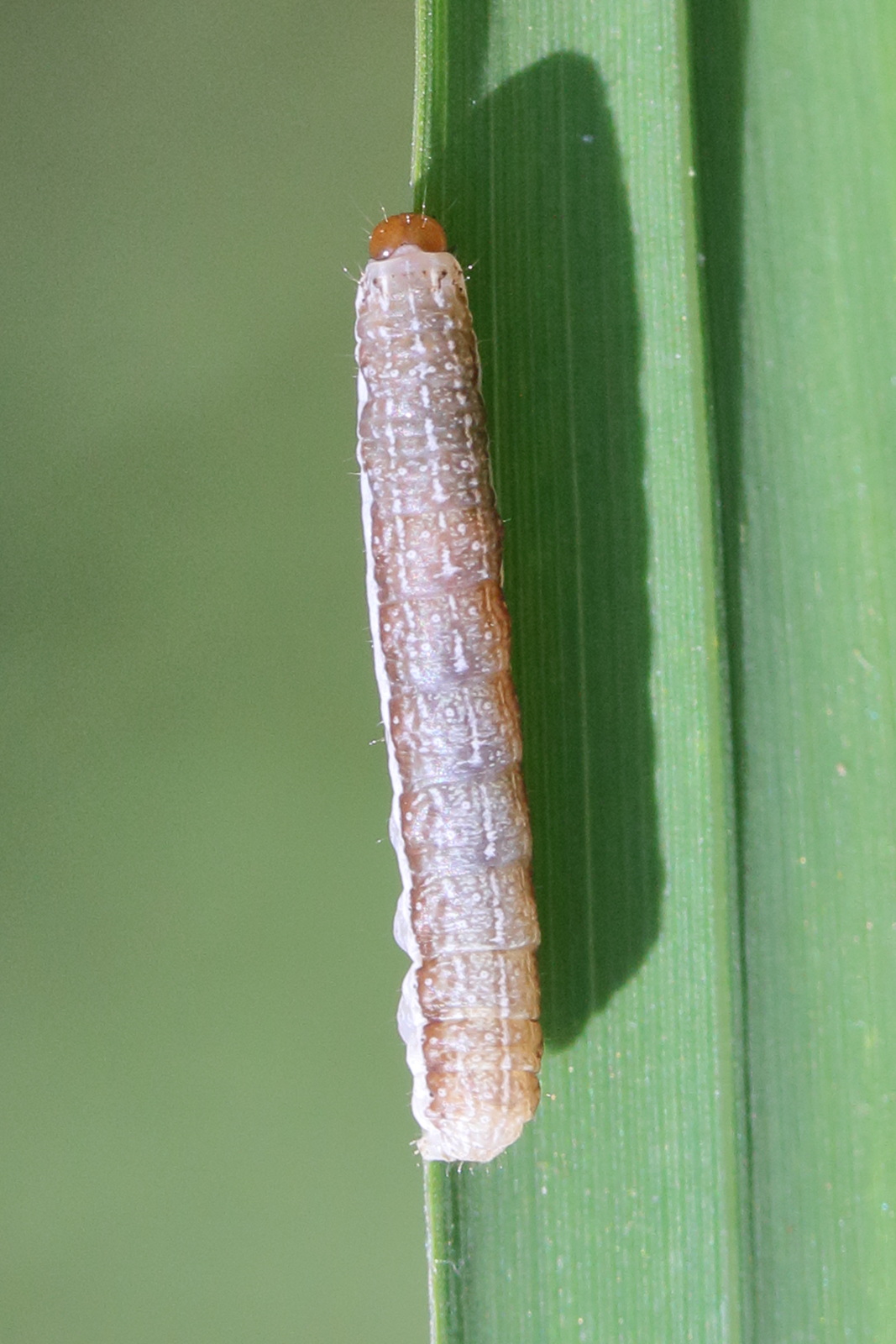 agrochola_lota_ch1md