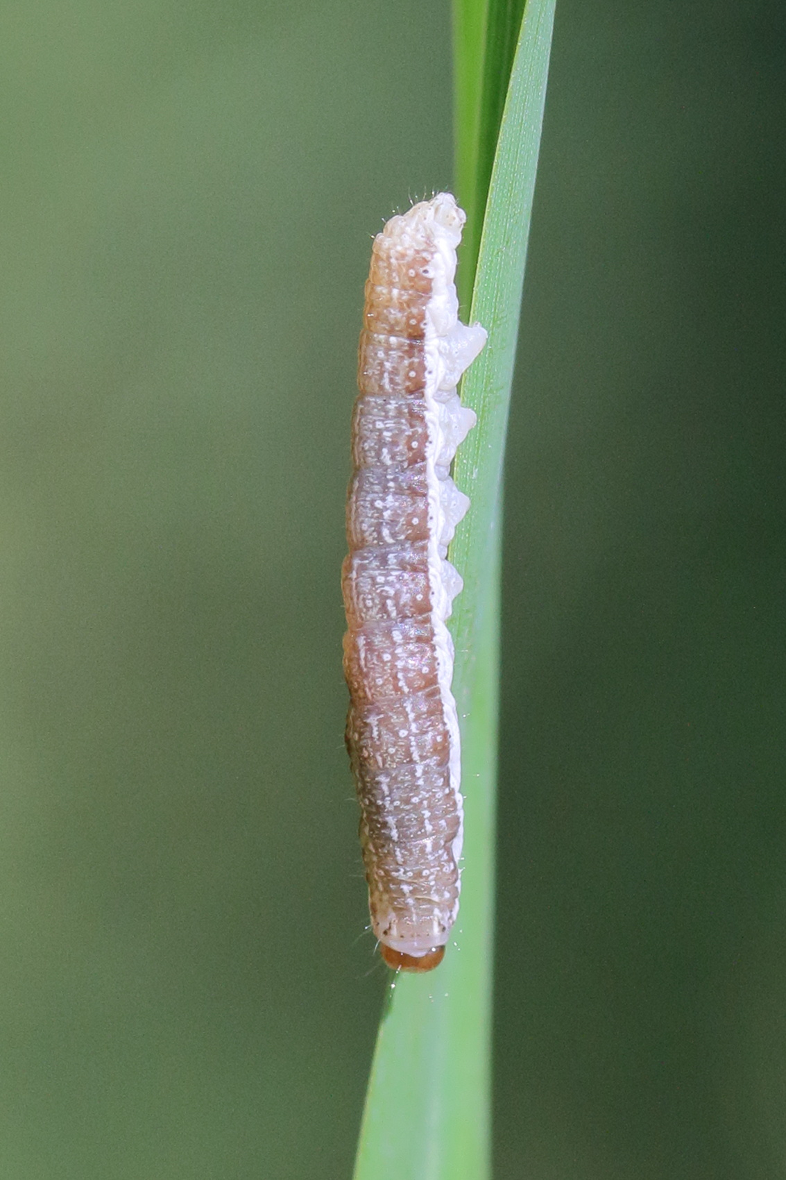 agrochola_lota_ch2md