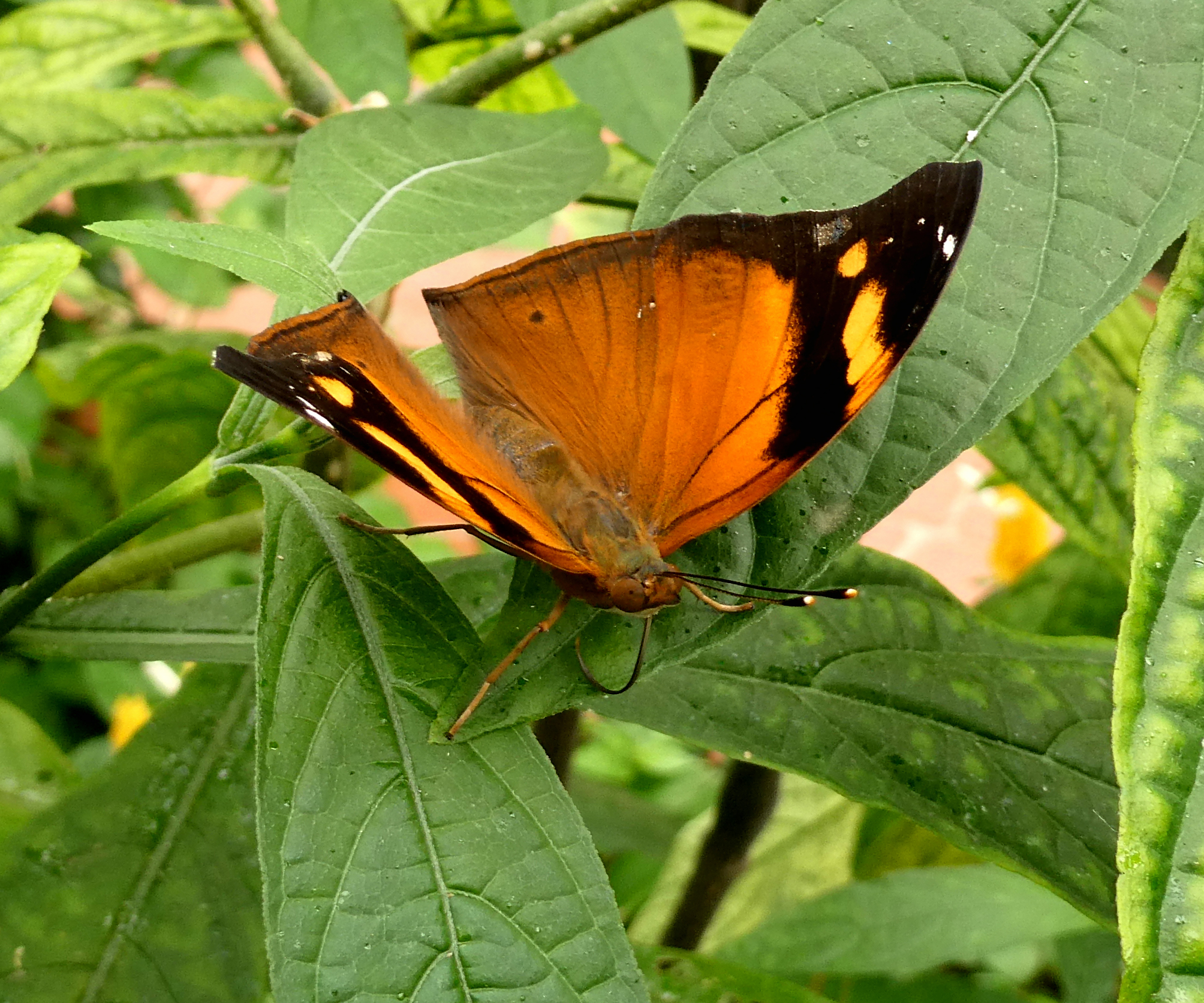 doleschallia_bisaltide1eh