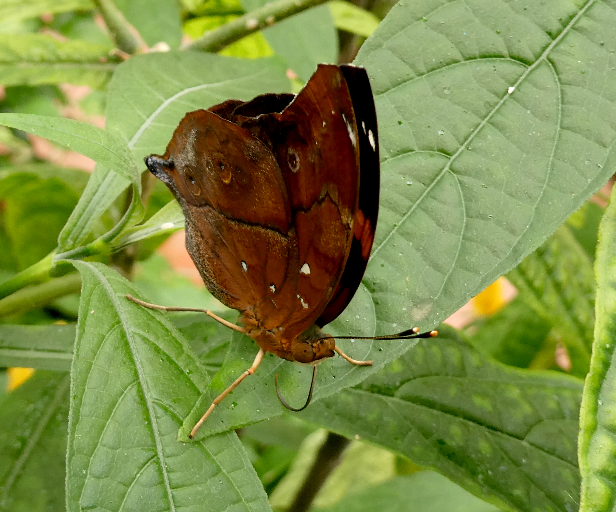 doleschallia_bisaltide2eh