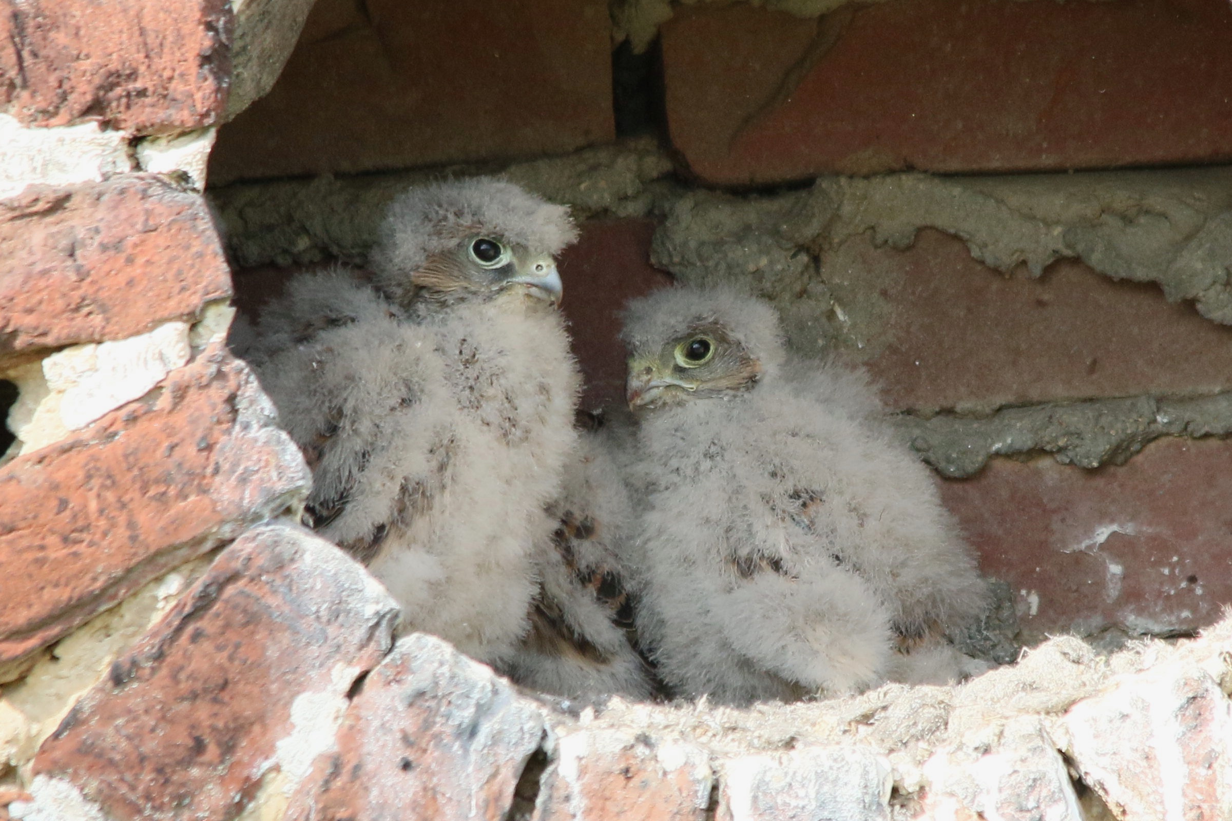 faucon_crecerelle_-_falco_tinnunculus10md