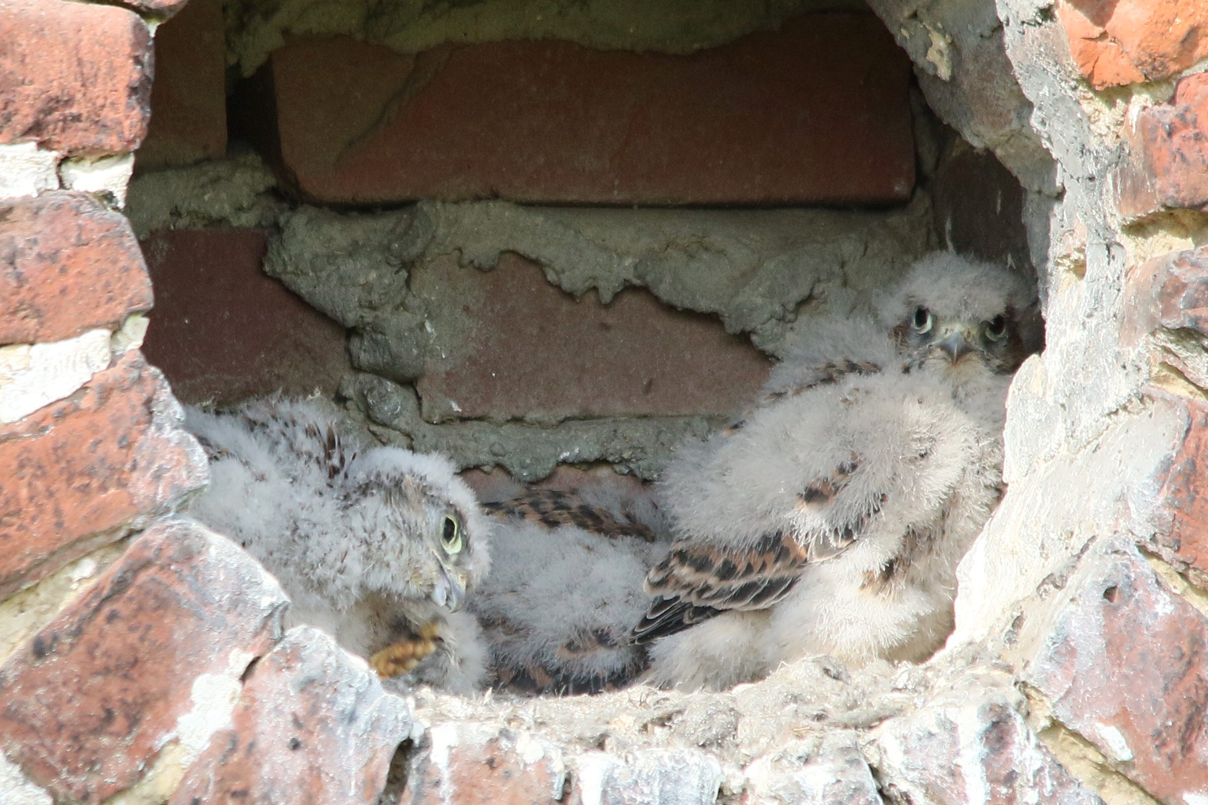 faucon_crecerelle_-_falco_tinnunculus11md