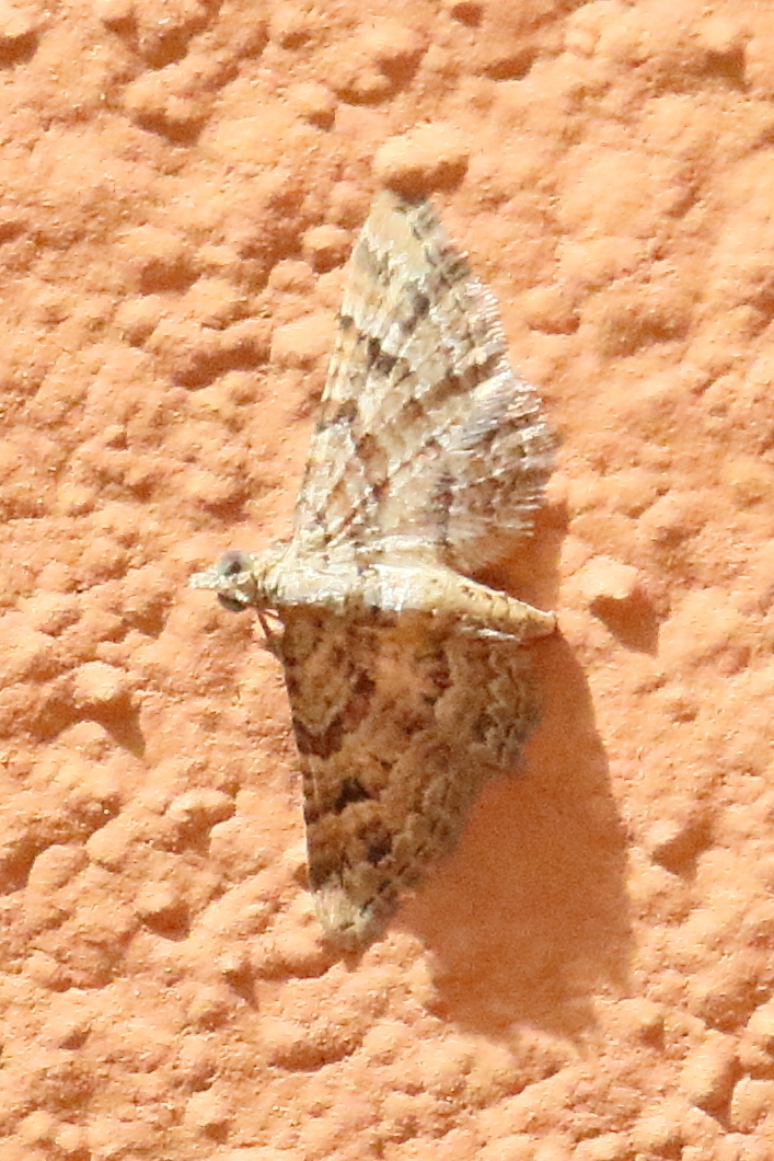 gymnoscelis_rufifasciata2bd