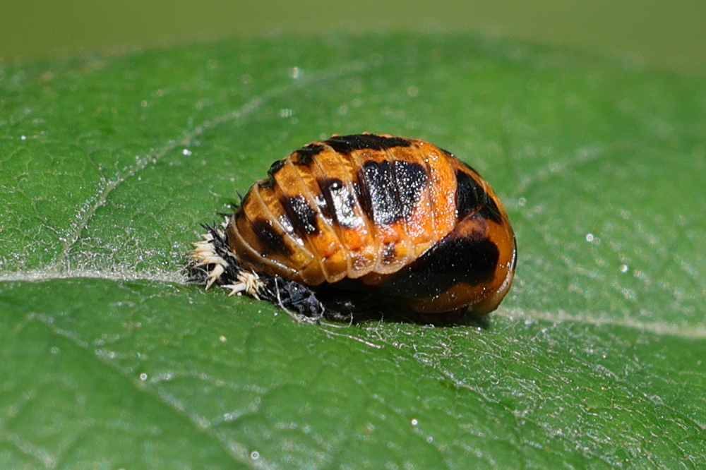 Afficher le média harmonia_axyridis18md harmonia_axyridis18md