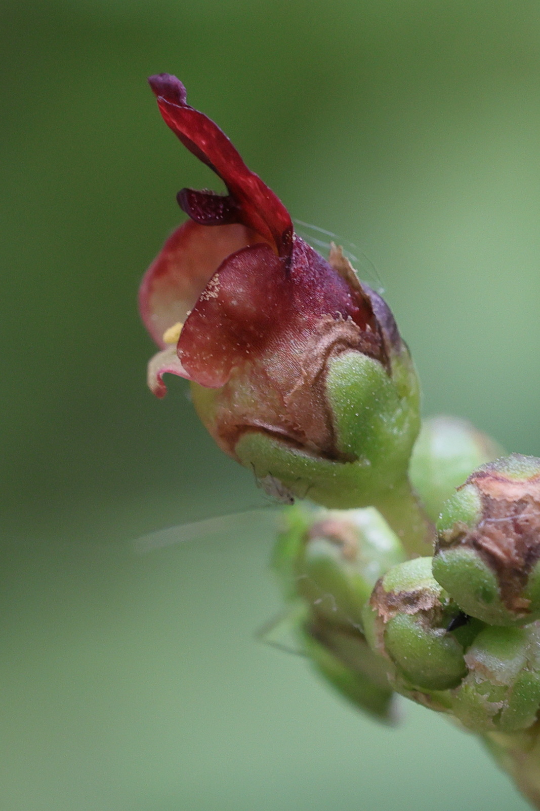 scrophularia_auriculata7md