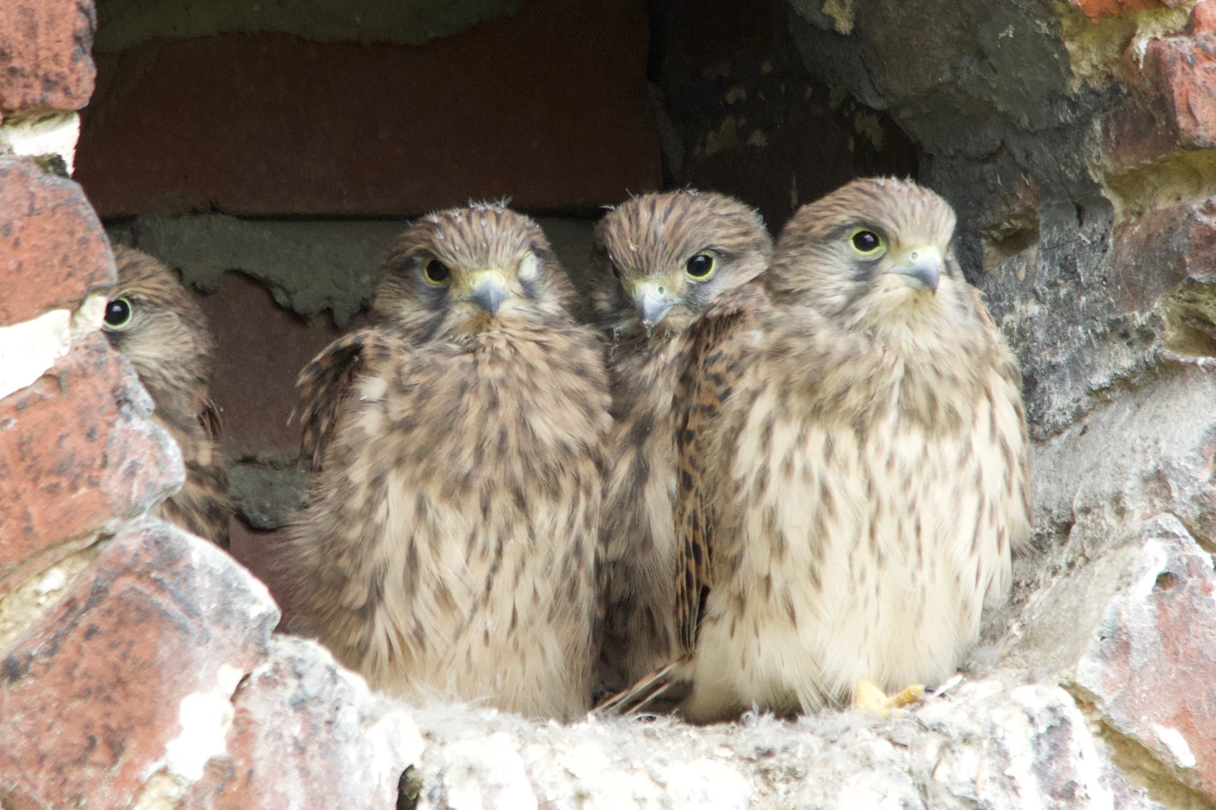 faucon_crecerelle_-_falco_tinnunculus12md