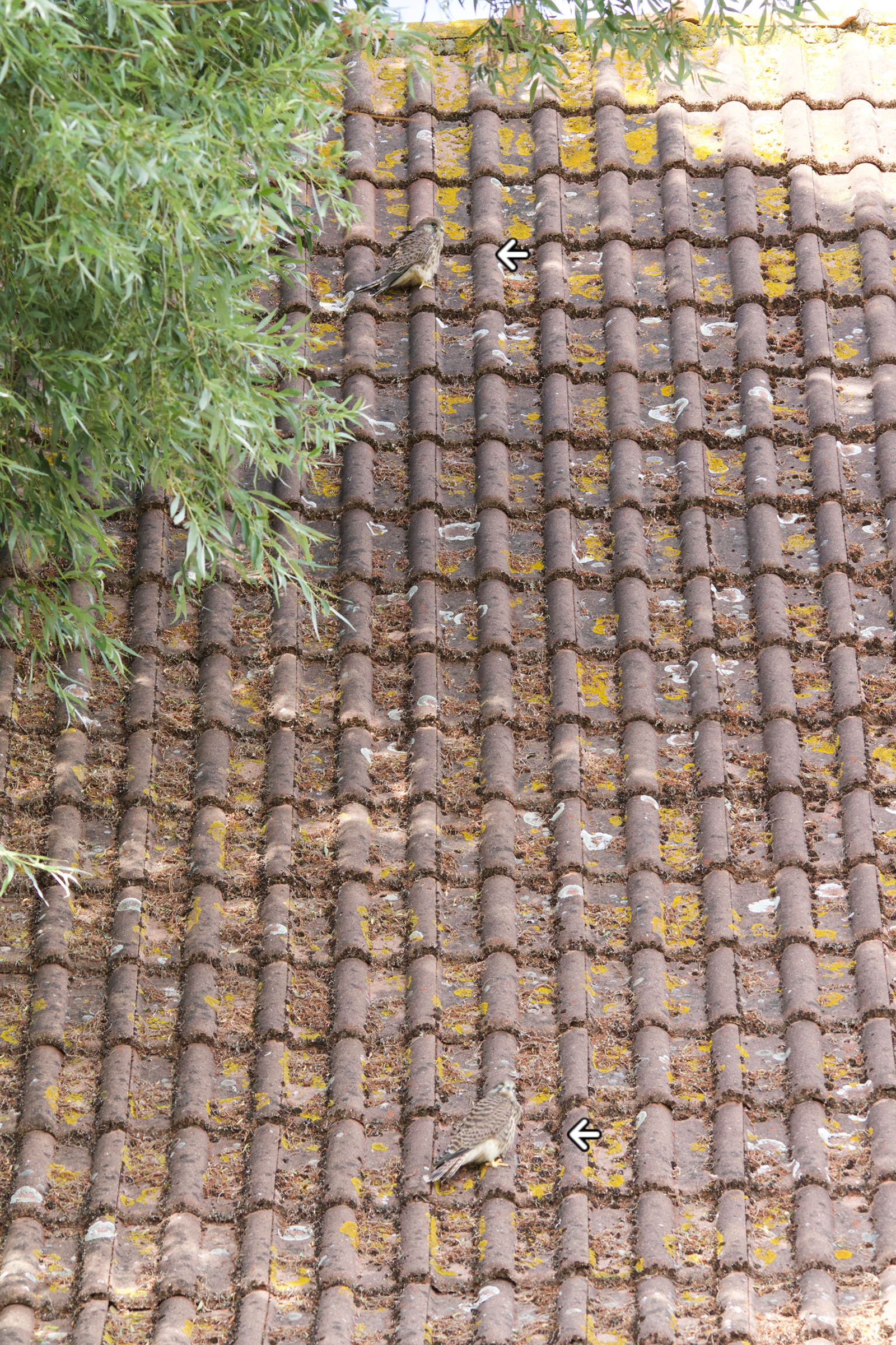 faucon_crecerelle_-_falco_tinnunculus13md