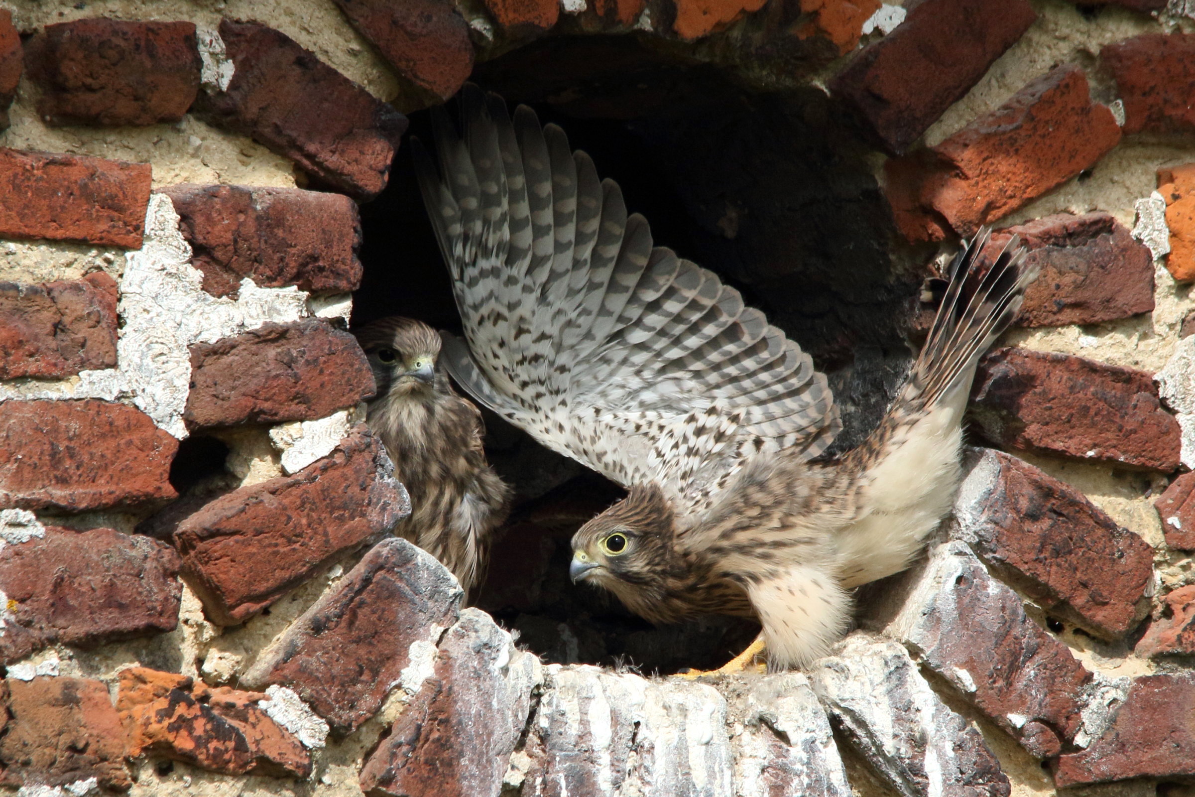 faucon_crecerelle_-_falco_tinnunculus14md