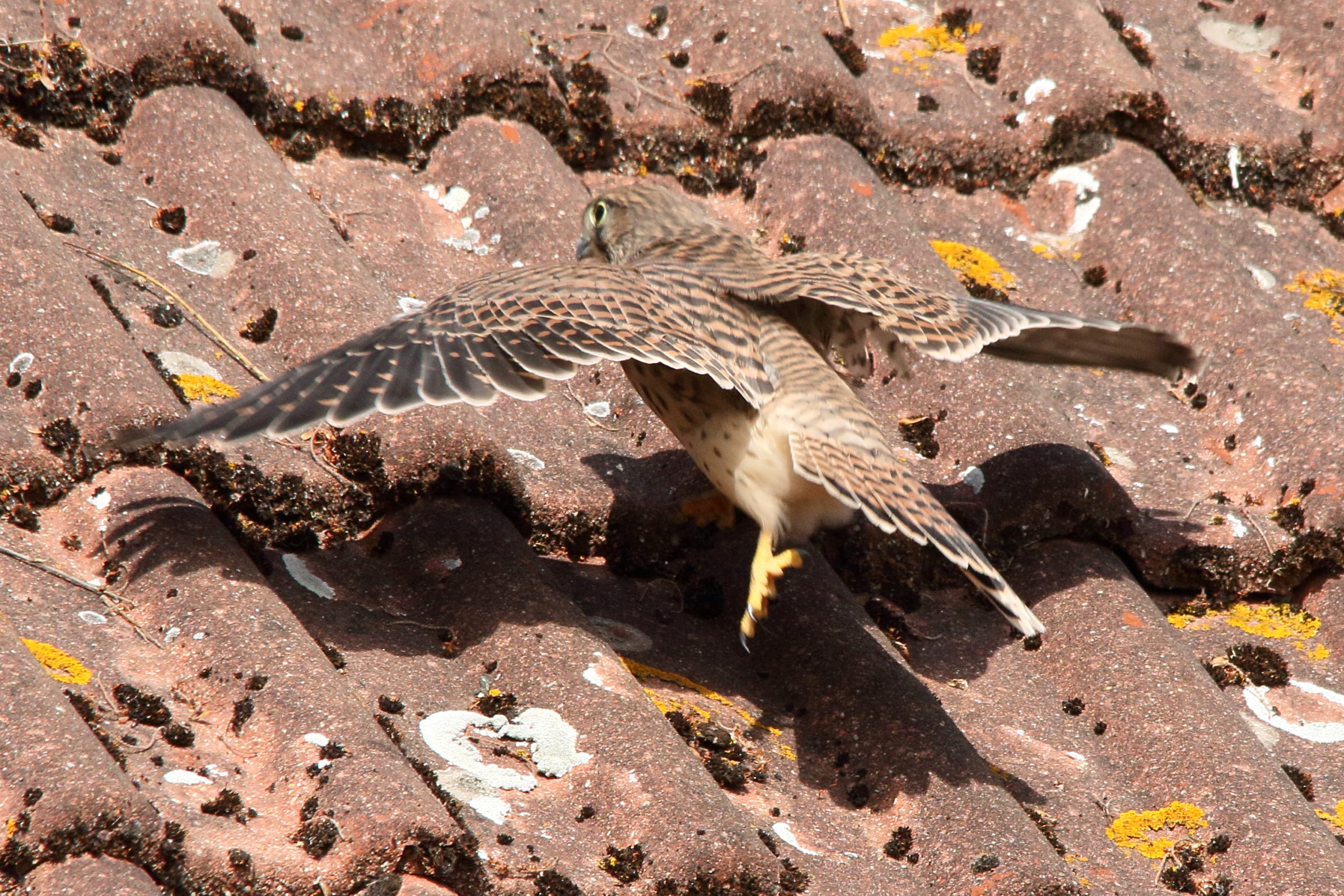 faucon_crecerelle_-_falco_tinnunculus15md