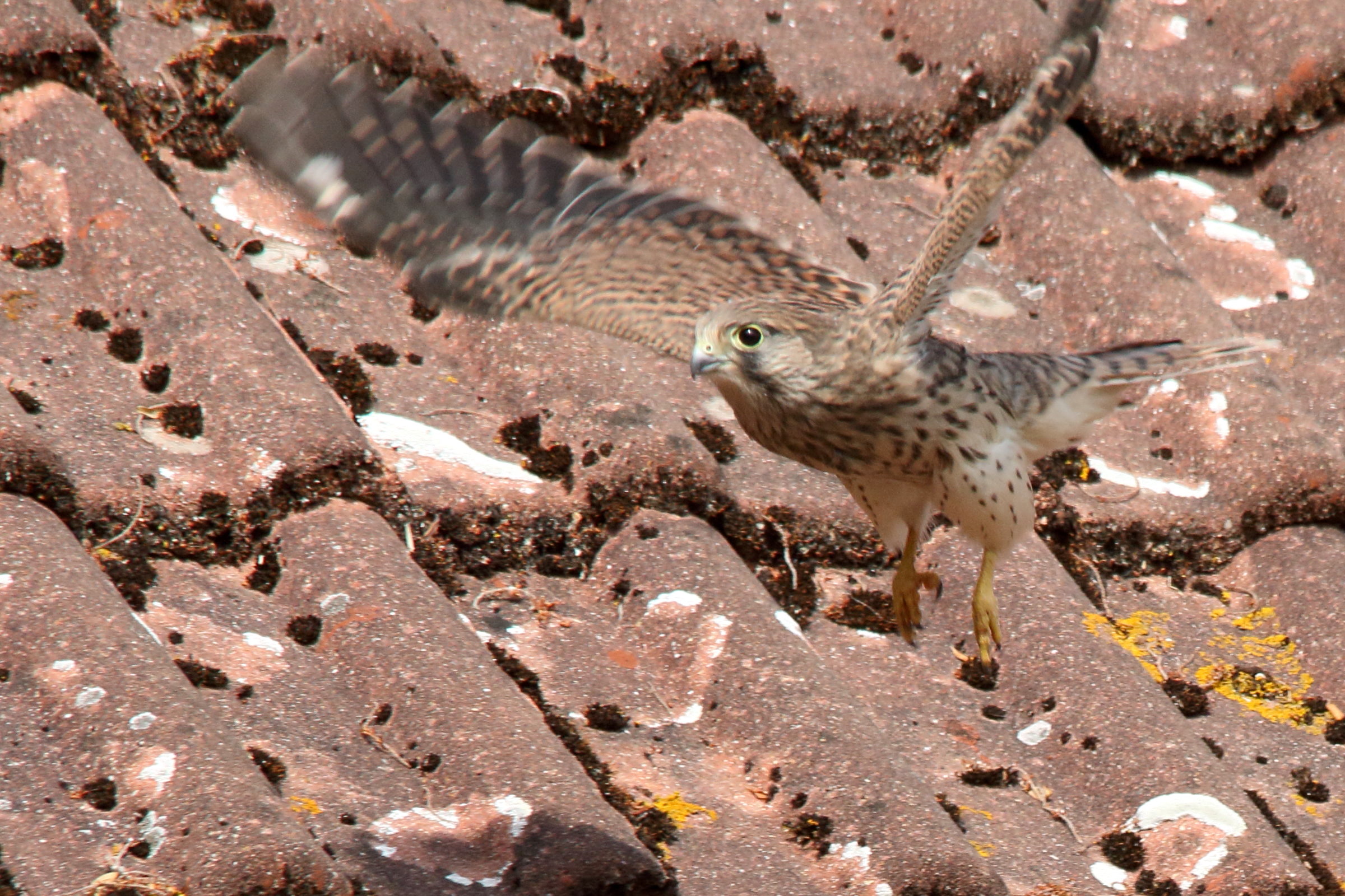 faucon_crecerelle_-_falco_tinnunculus16md