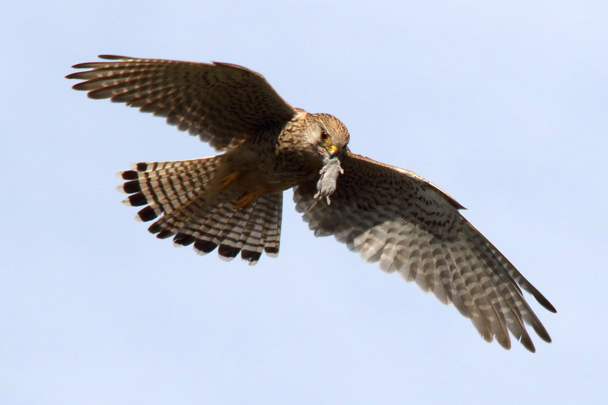 faucon_crecerelle_-_falco_tinnunculus17md