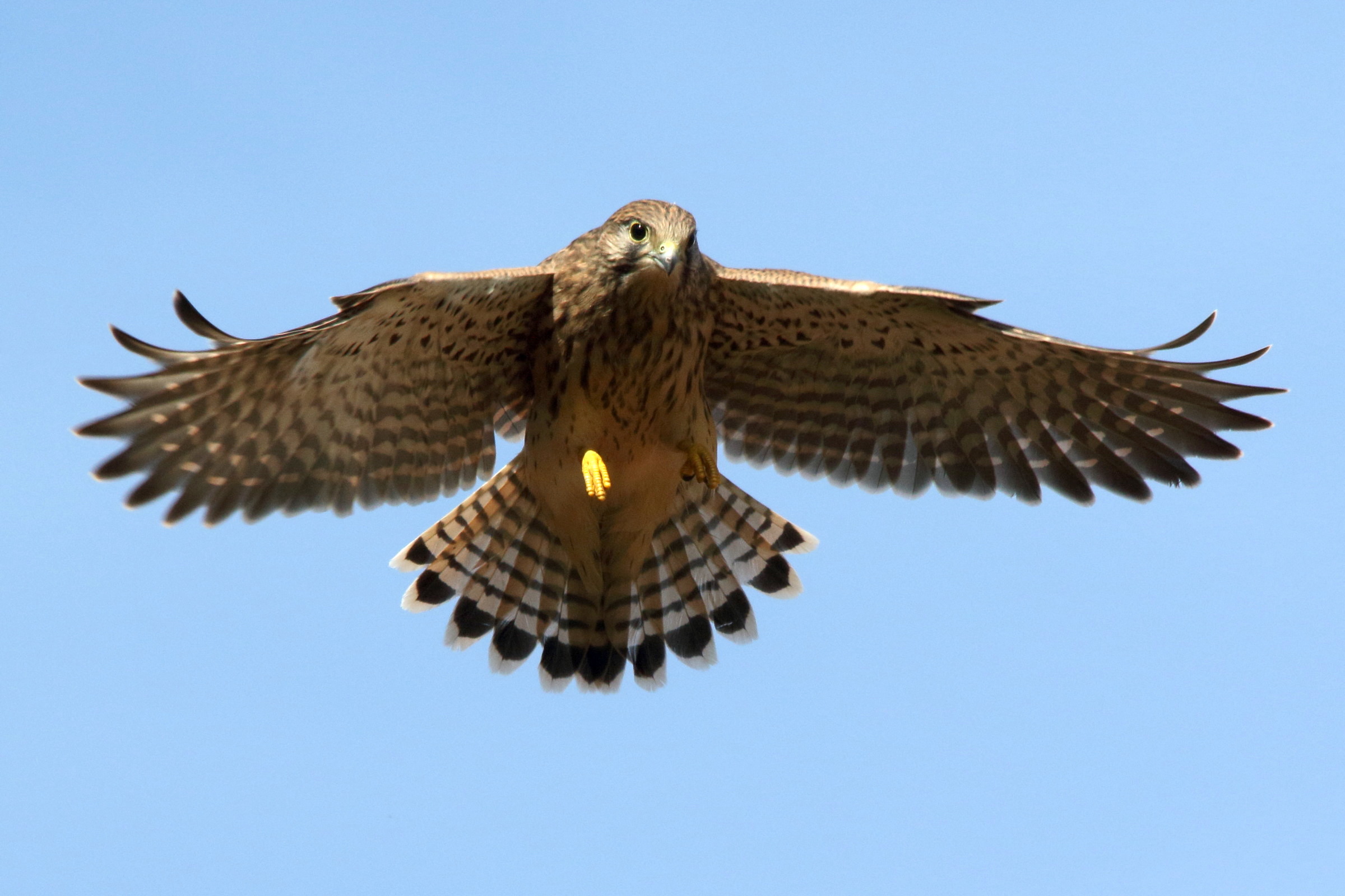 faucon_crecerelle_-_falco_tinnunculus18md