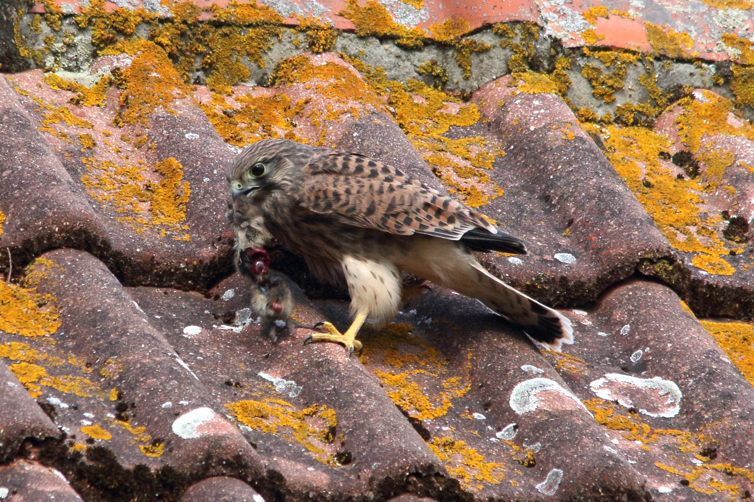 faucon_crecerelle_-_falco_tinnunculus19md