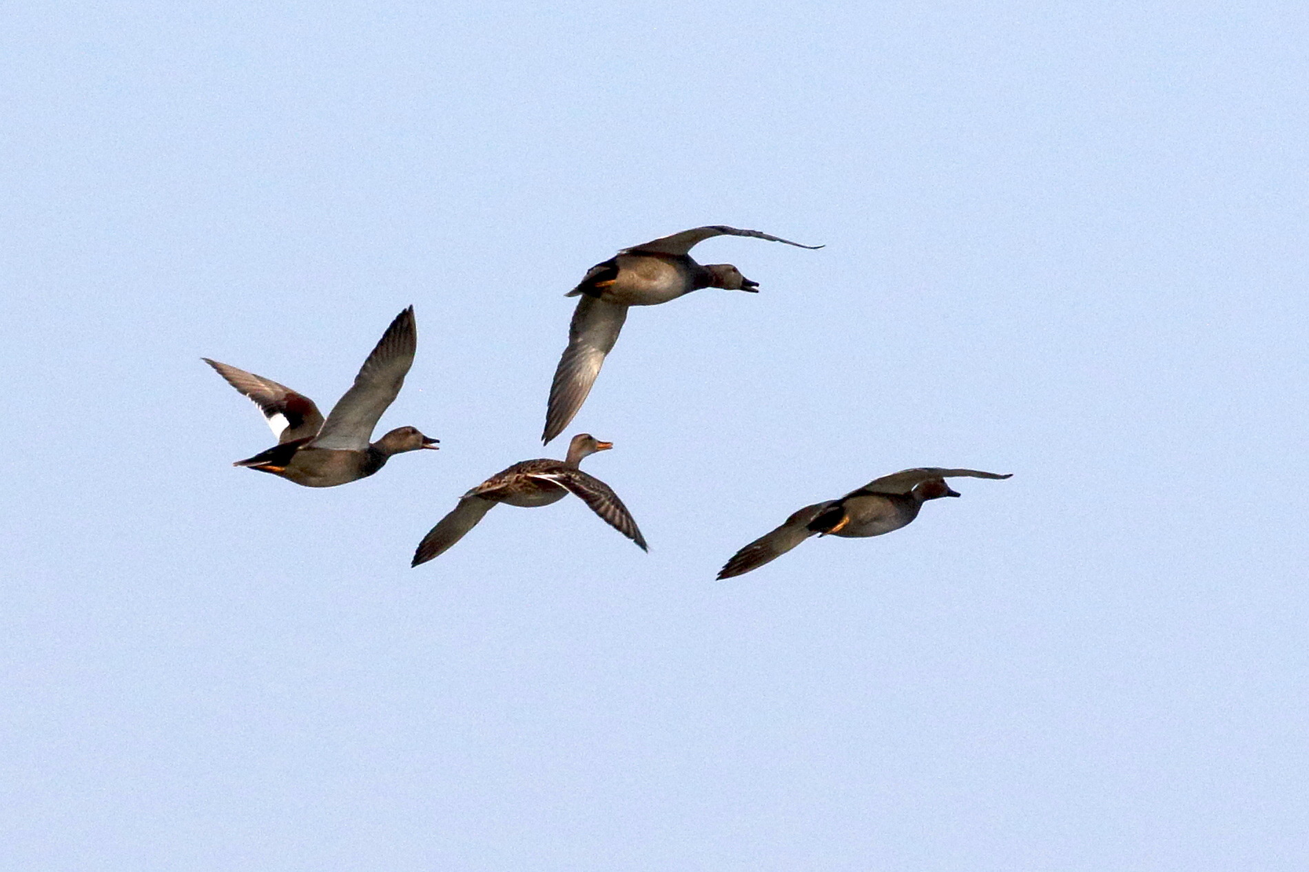 canard_chipeau_-_mareca_strepera10bd