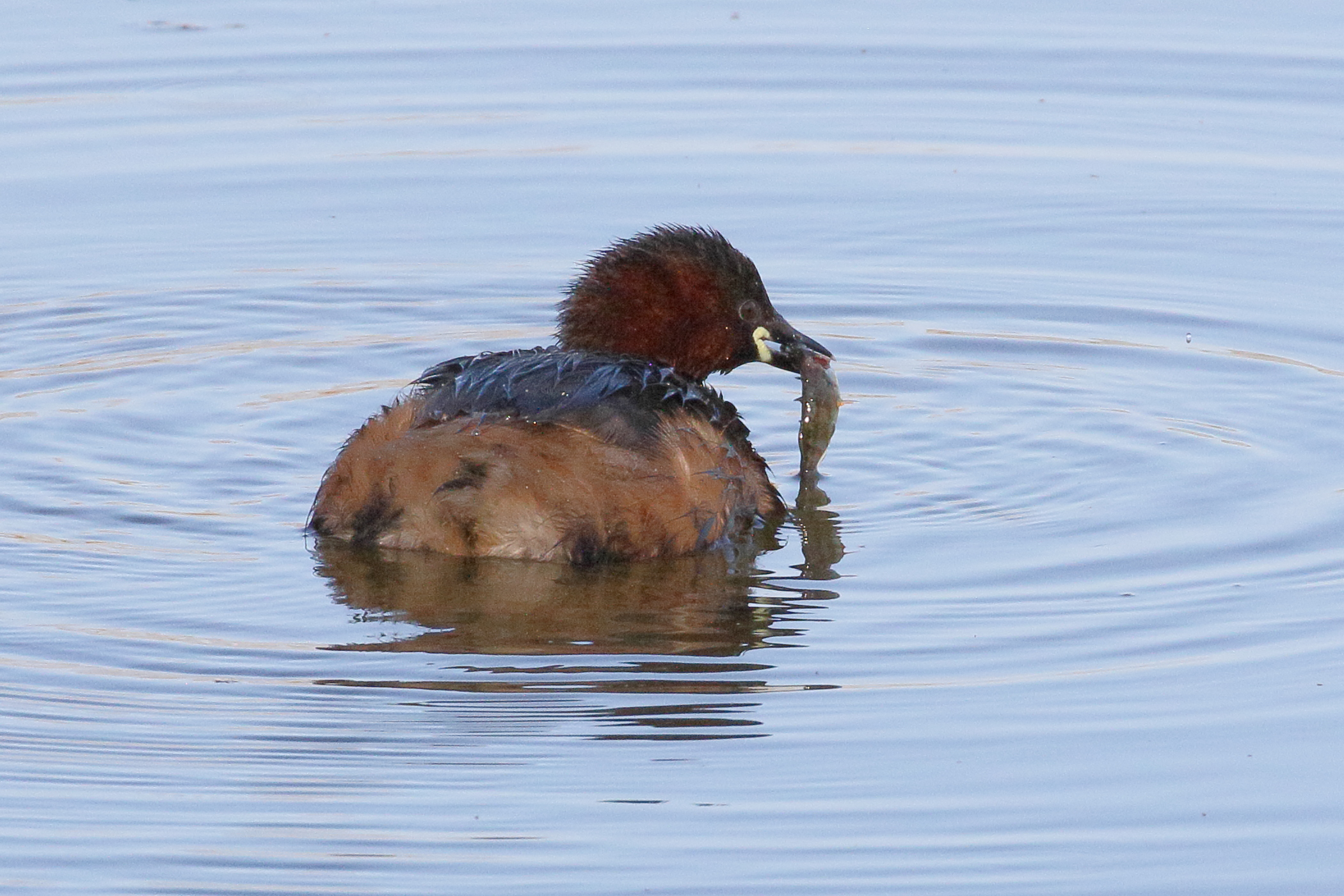 grebe_castagneux_-_tachybaptus_ruficollis7bd