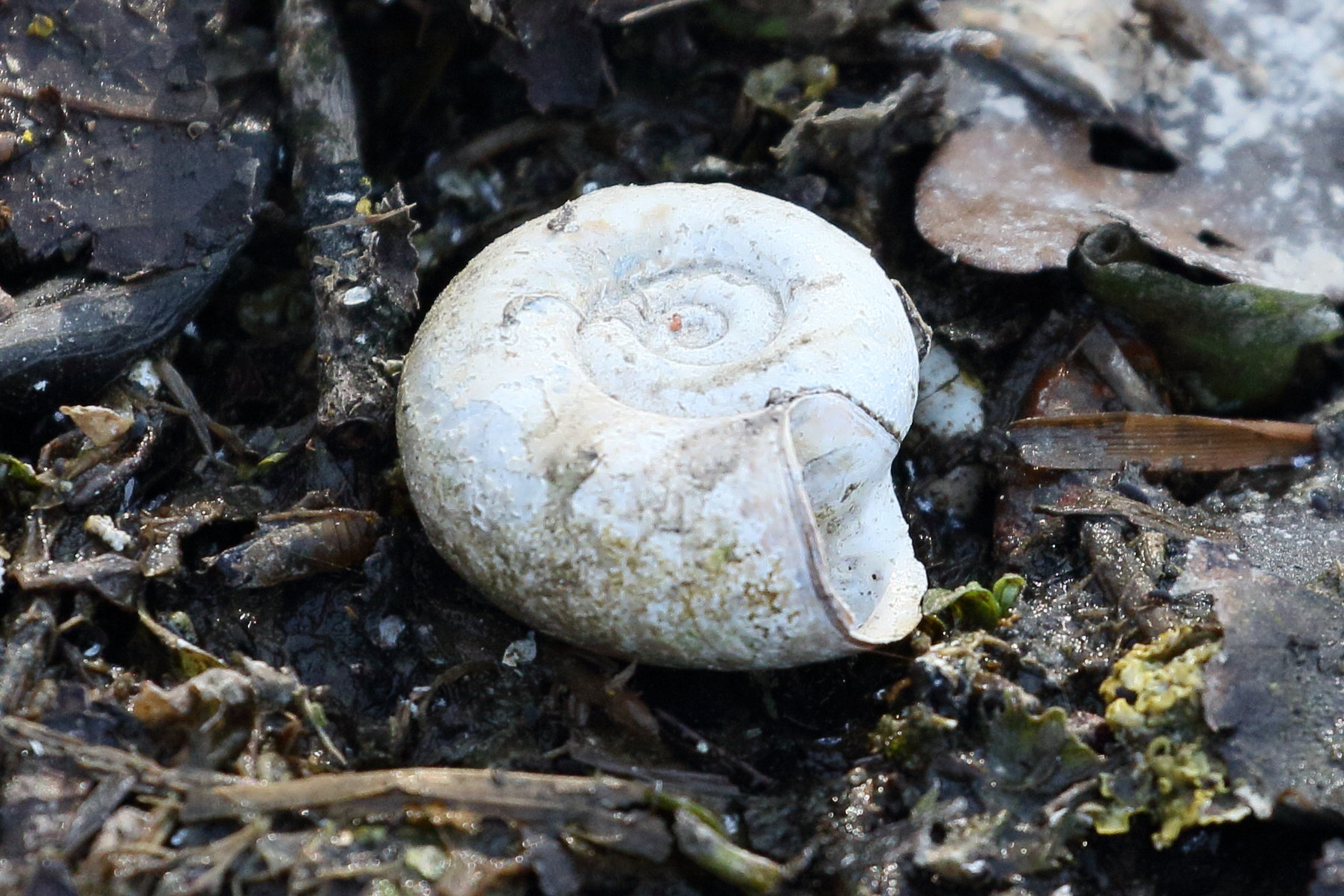 planorbarius_corneus5bd