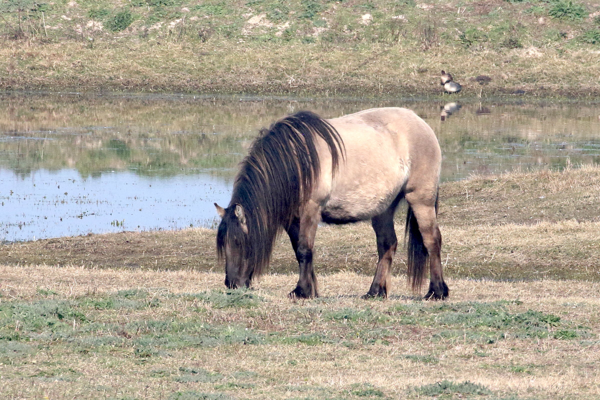 equus_caballus_highland1bd