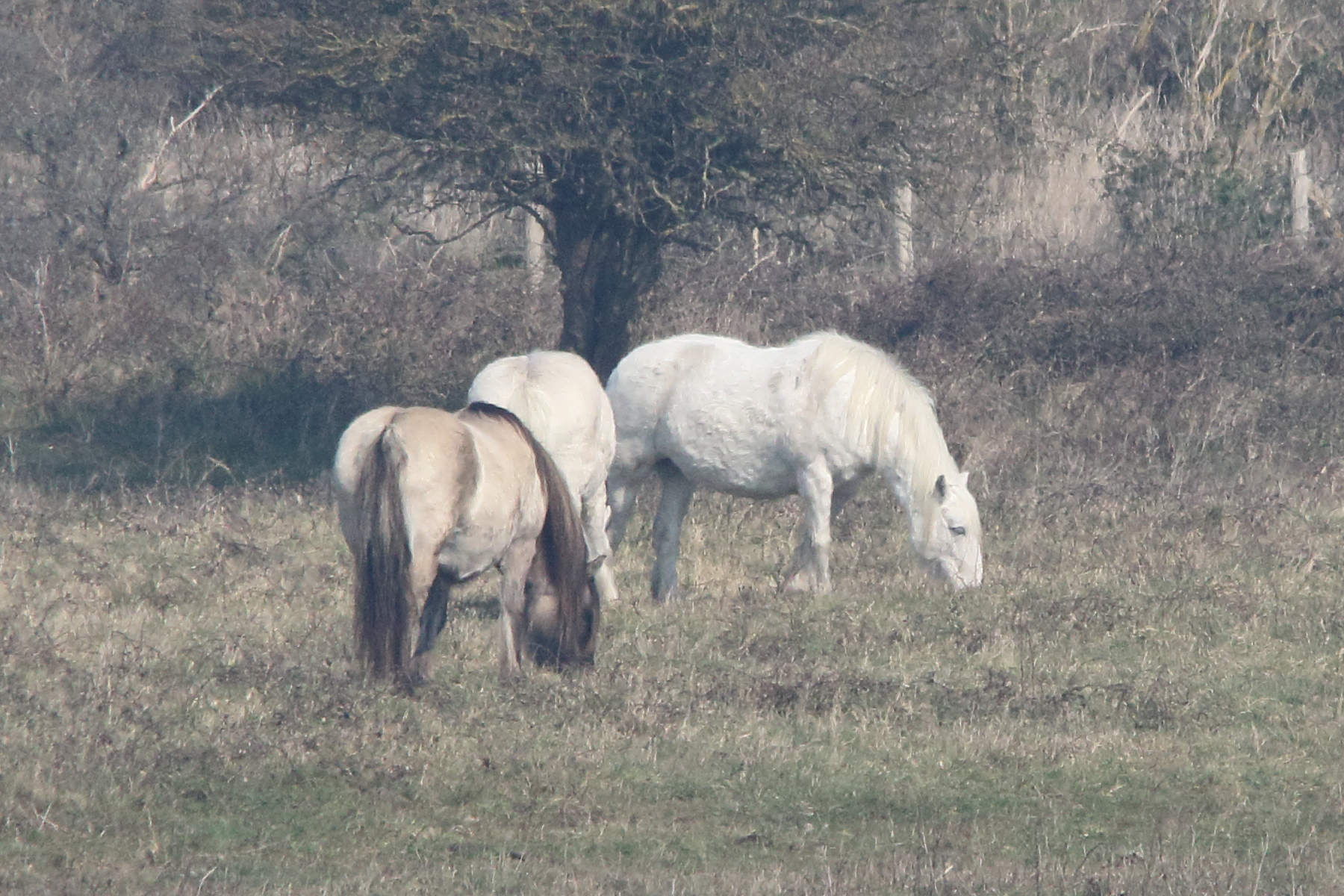 equus_caballus_highland2md