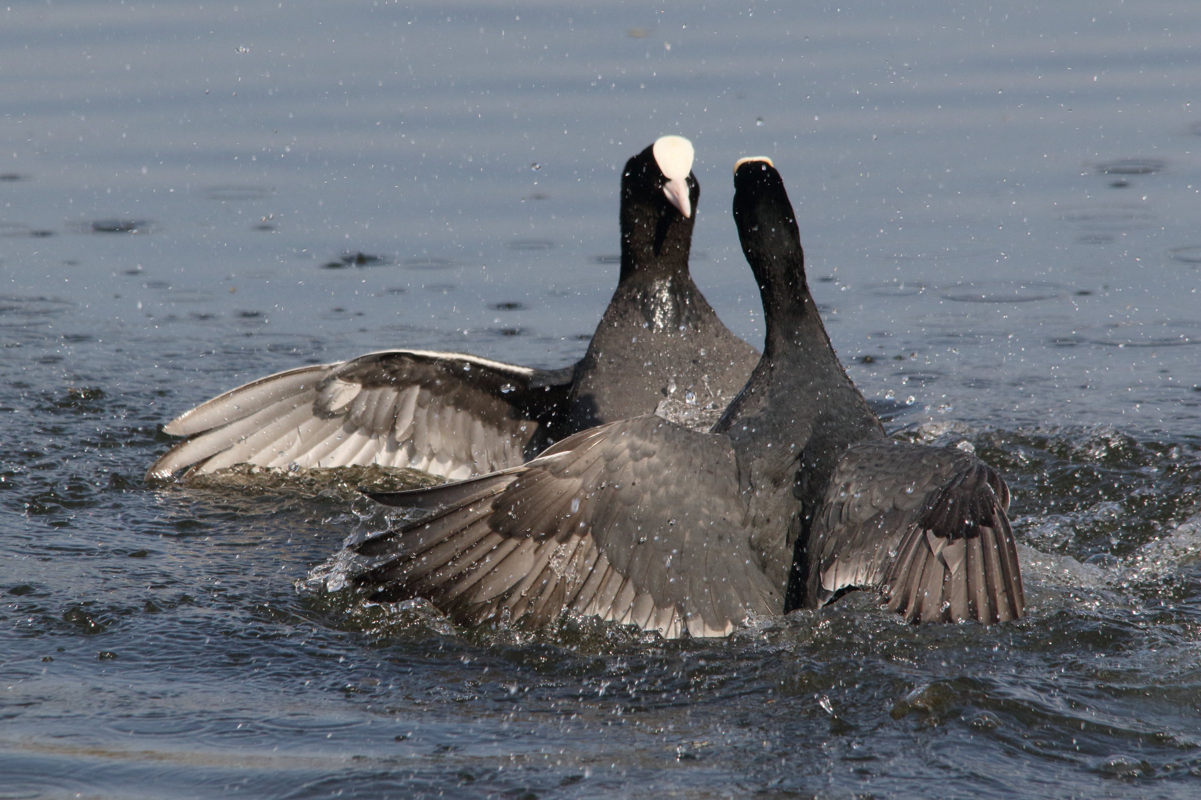 foulque_macroule_fulica_atra18md