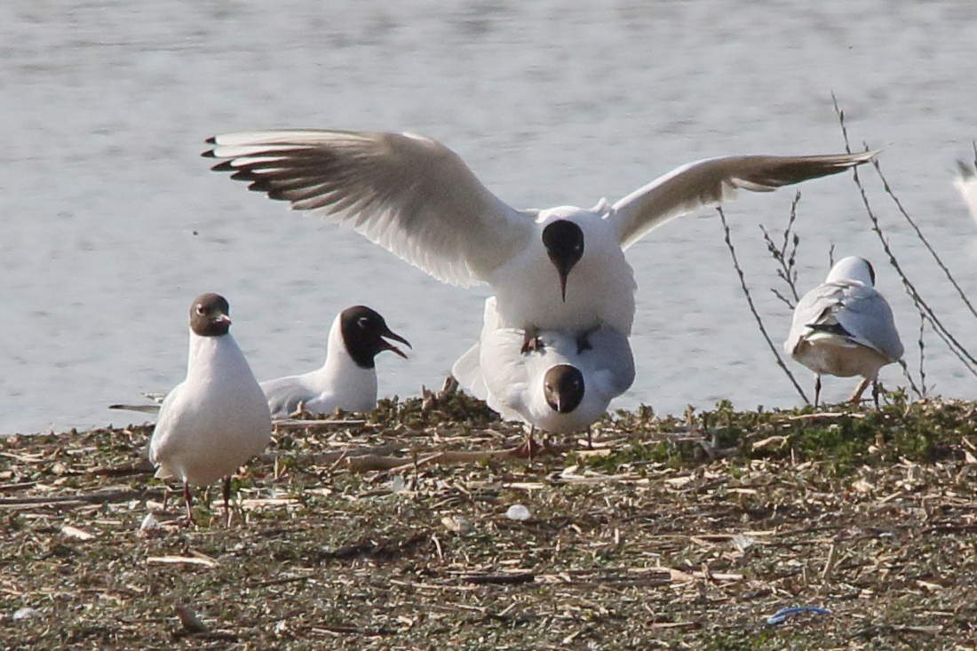 Afficher le média mouette_rieuse_-_chroicocephalus_ridibundus18md mouette_rieuse_-_chroicocephalus_ridibundus18md