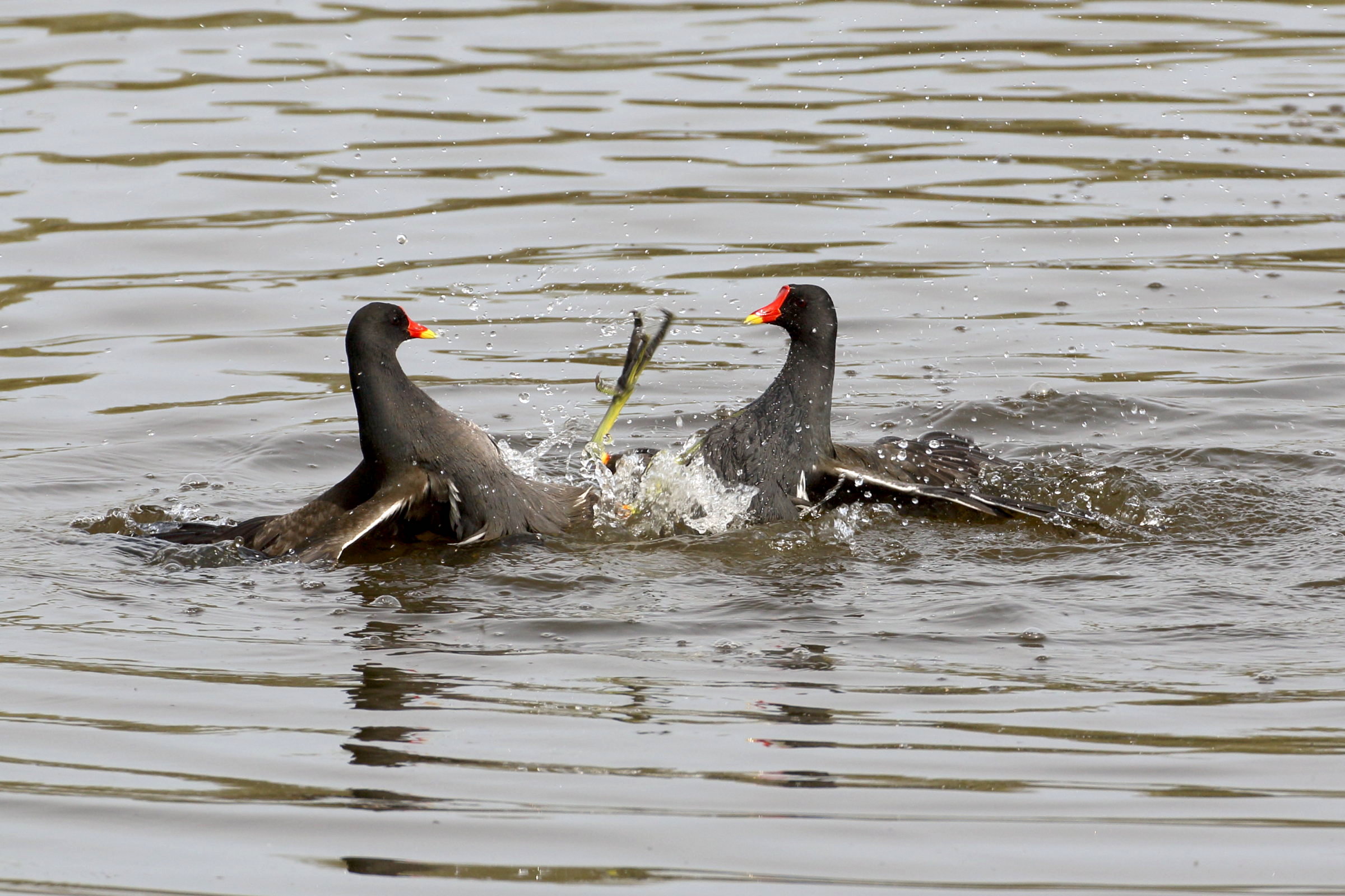 gallinule_poule_d-eau_-_gallinula_chloropus16bd