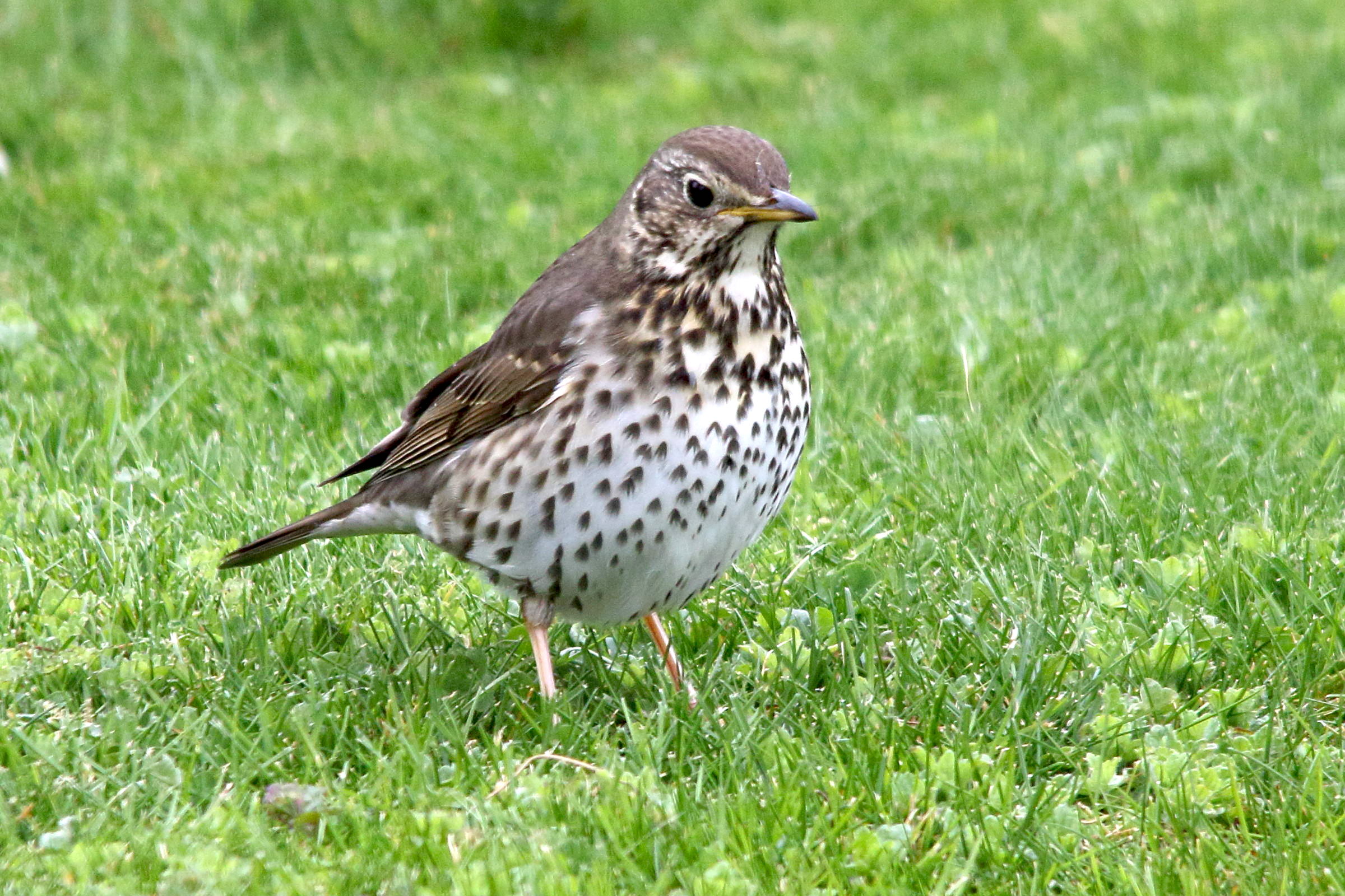 grive_musicienne_-_turdus_philomelos1md