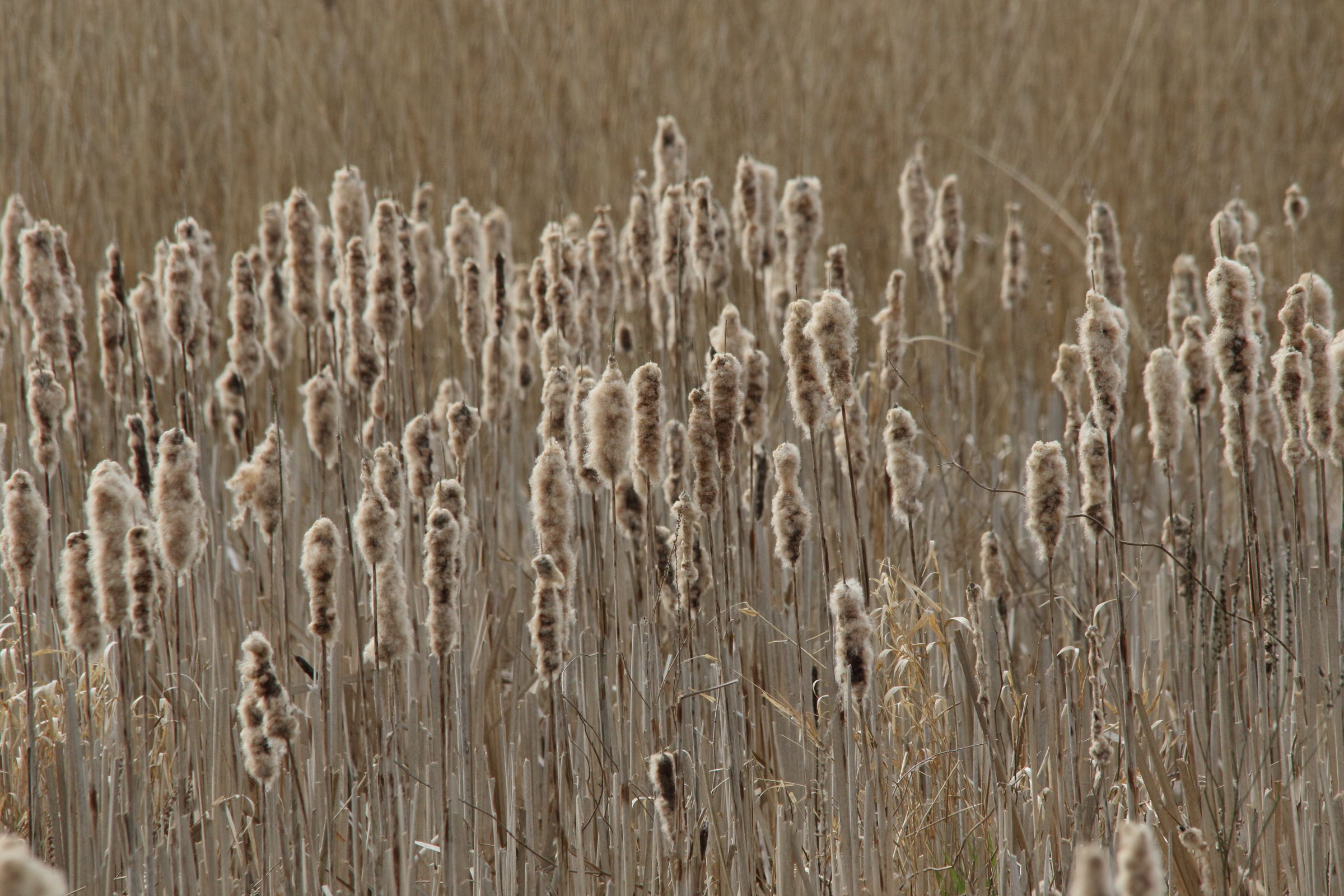 Afficher le média typha_latifolia8md typha_latifolia8md
